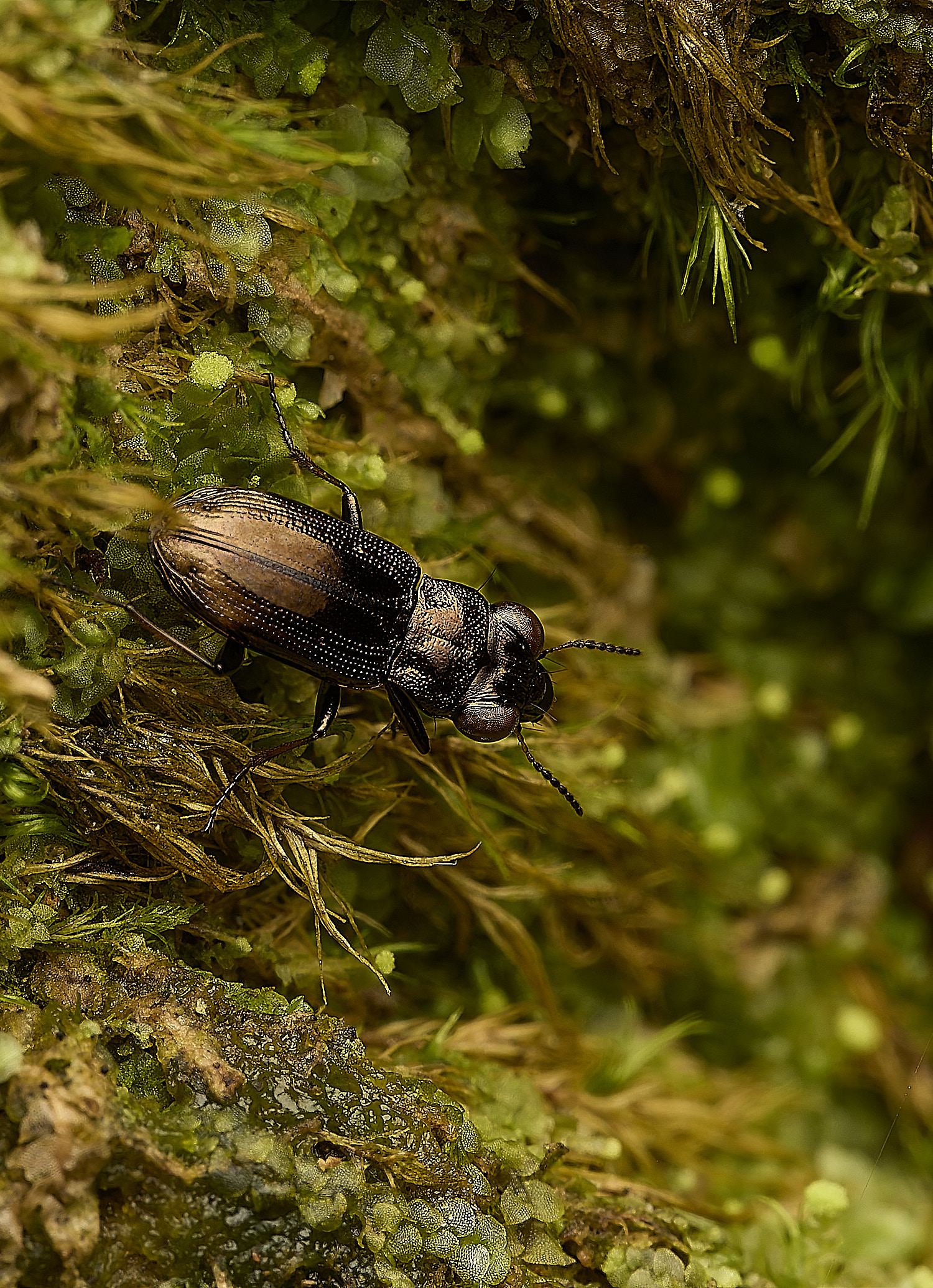 FelbriggBeetle240226-2