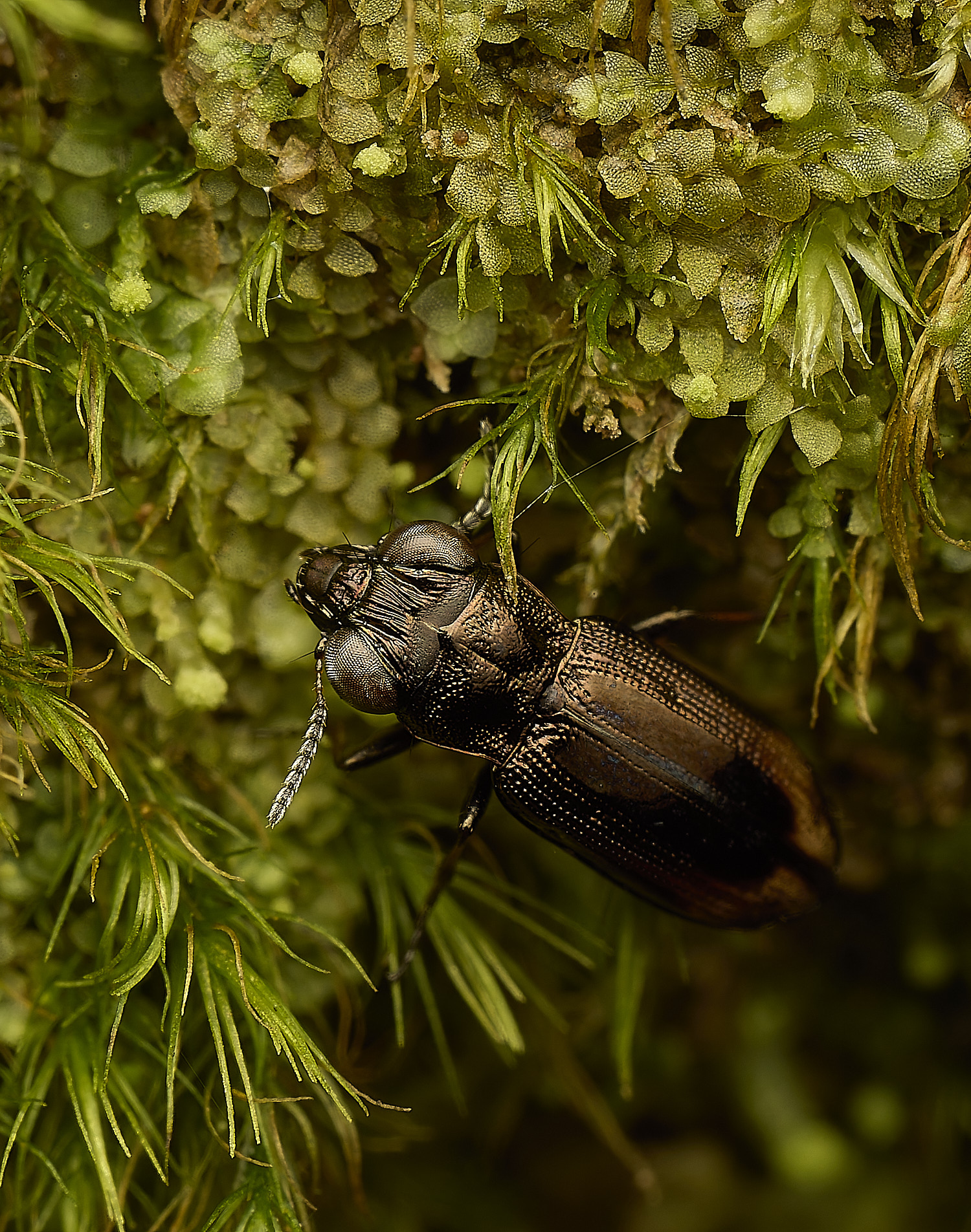 FelbriggBeetle240226-5