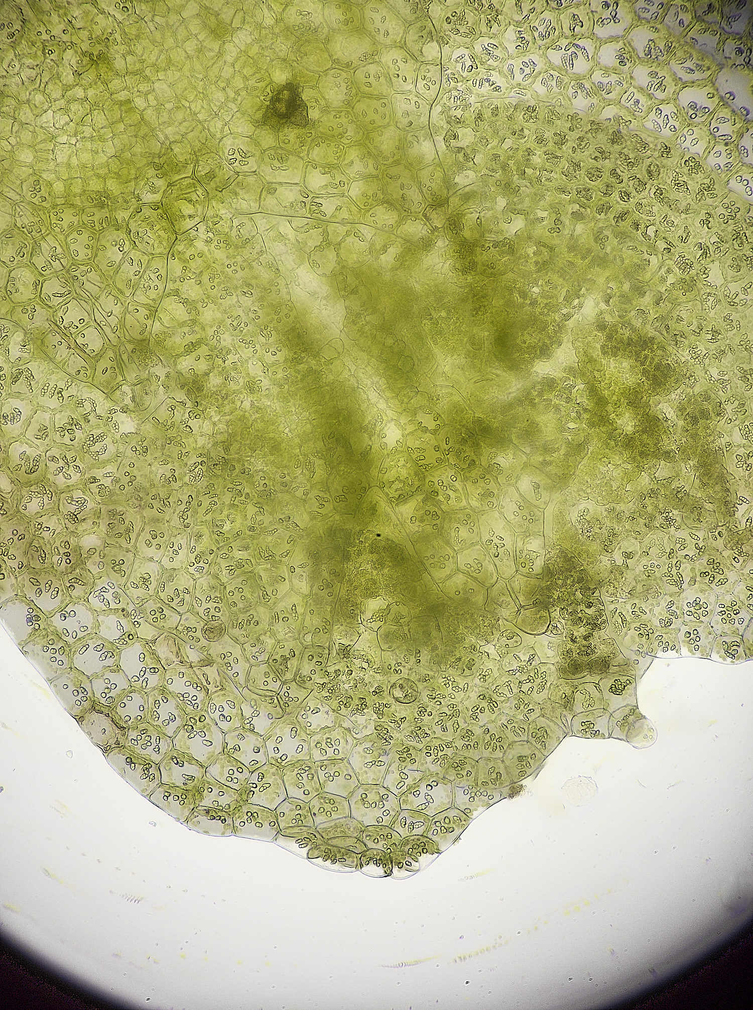 FelbriggCalypogeiafissa260226-1