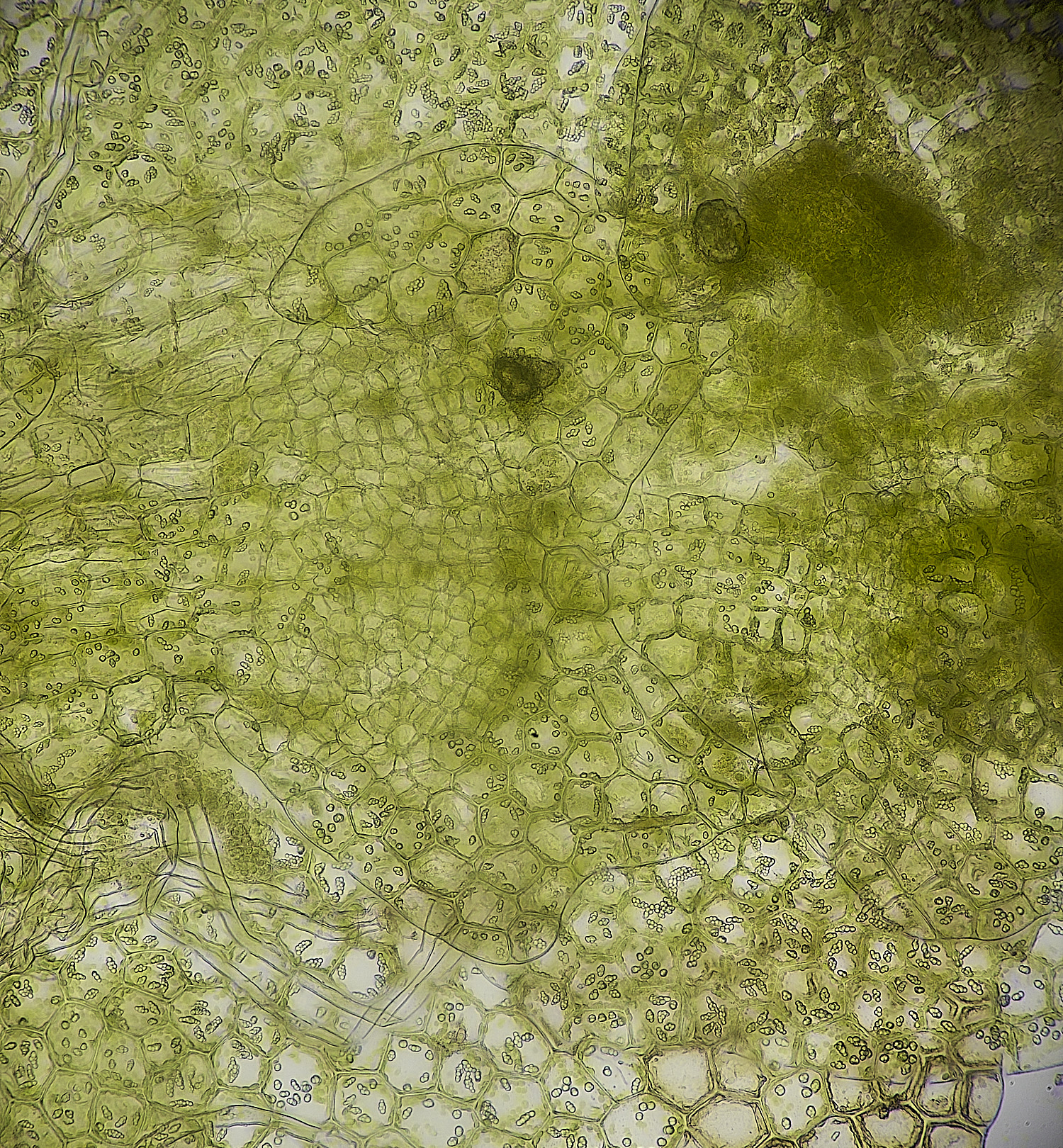 FelbriggCalypogeiafissa260226-3