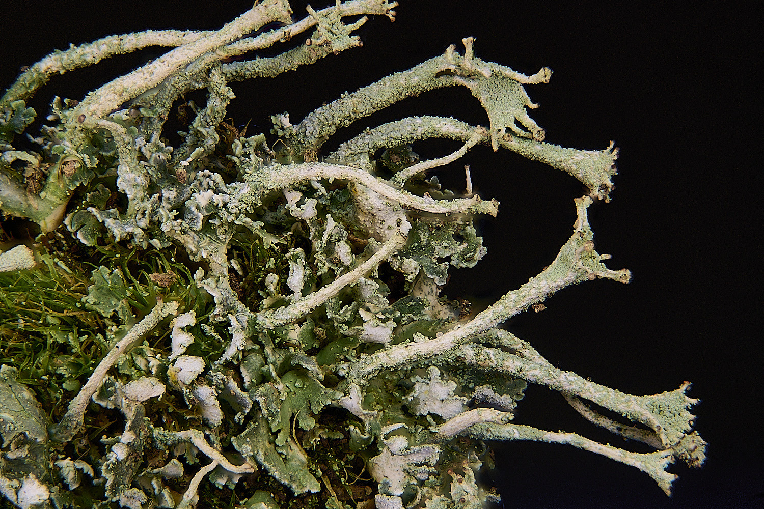 FelbriggCladoniaochrochlora280126-1 1