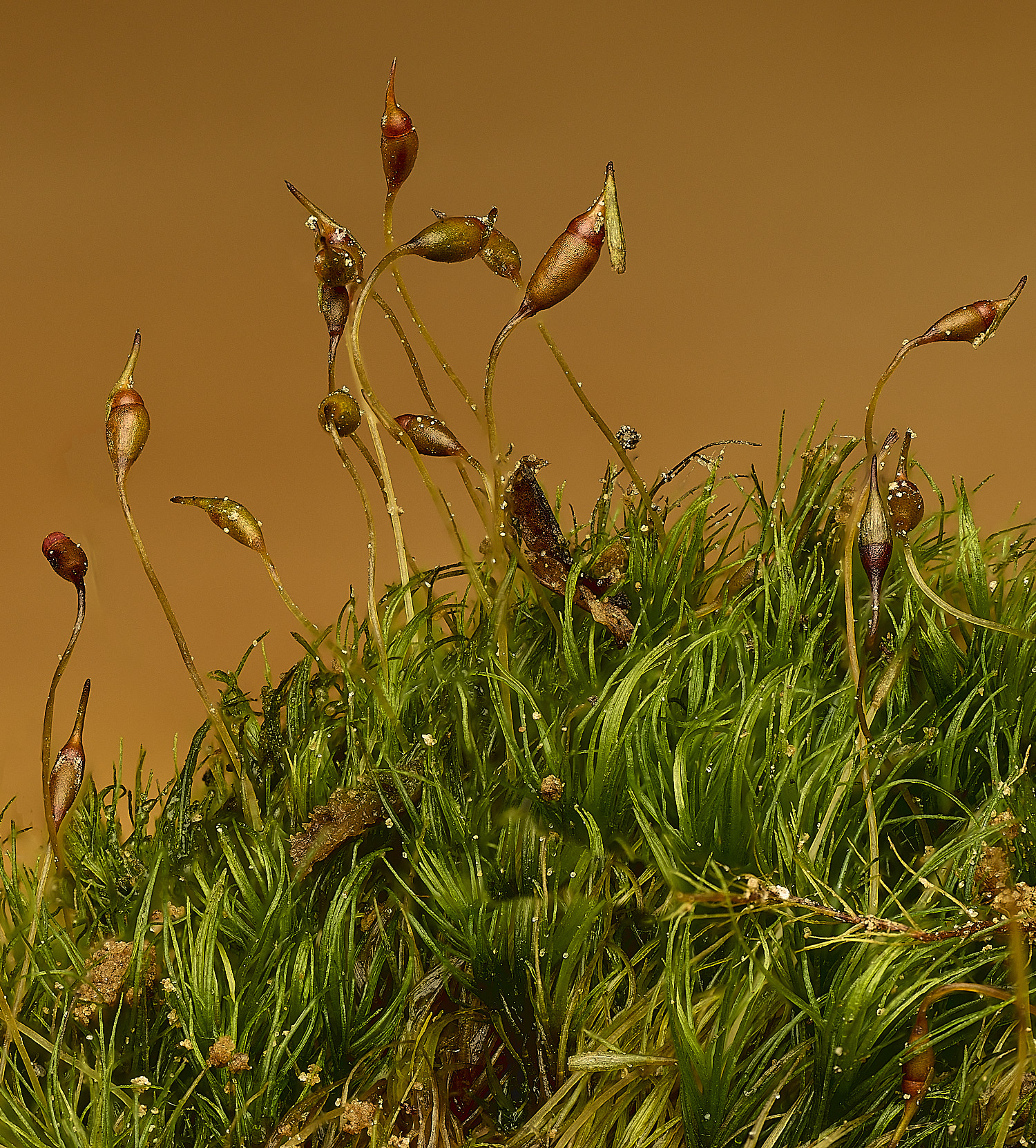 FelbriggDheteromalla160226-1 2