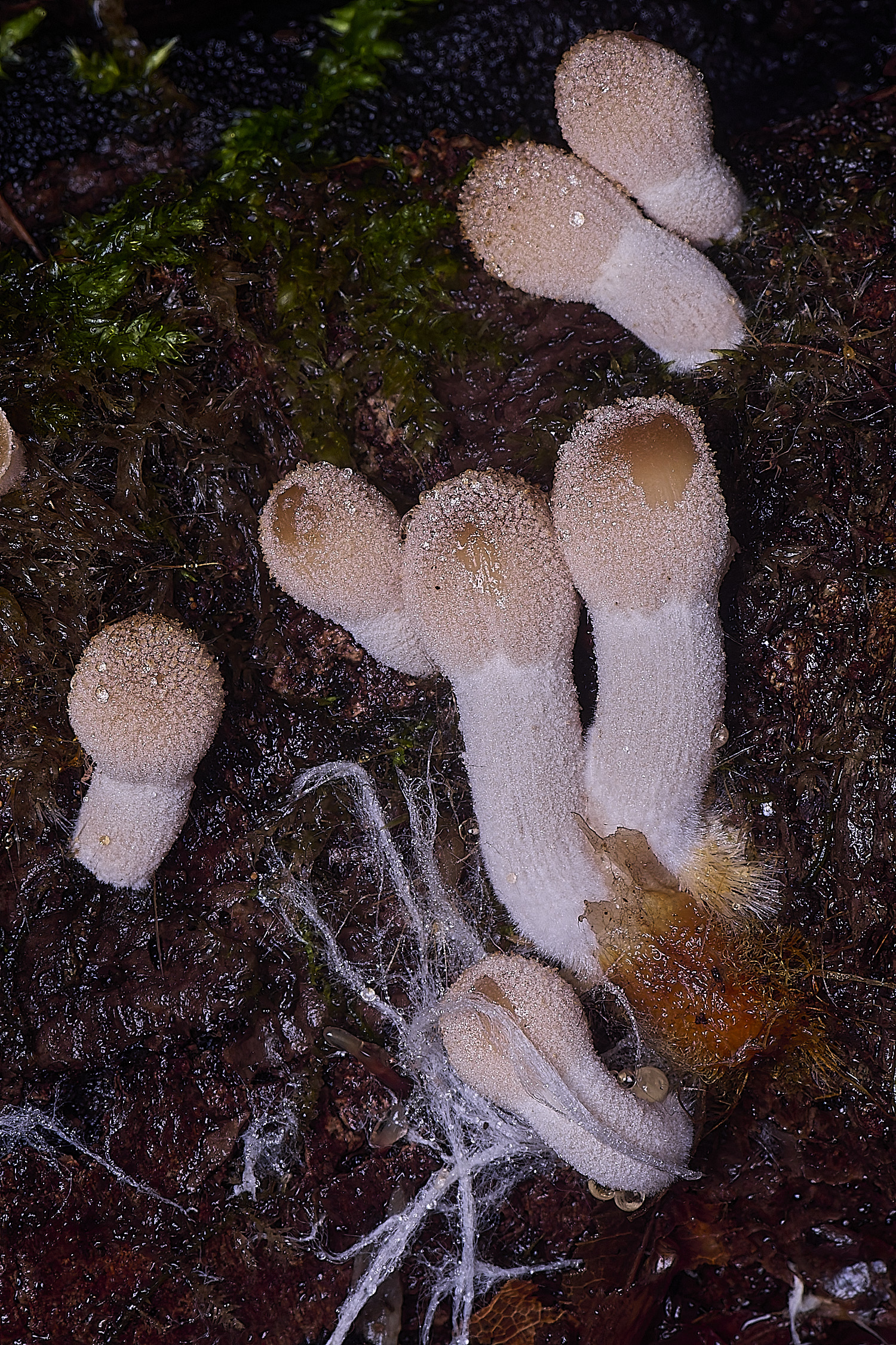 FelbriggGlisteningIkcap20226-1