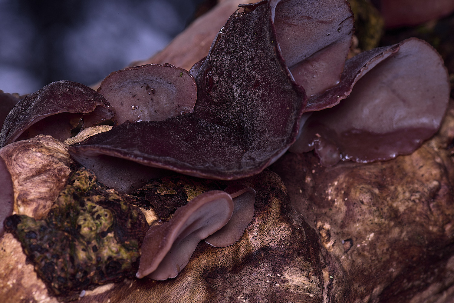 FelbriggJellyEar210226-2