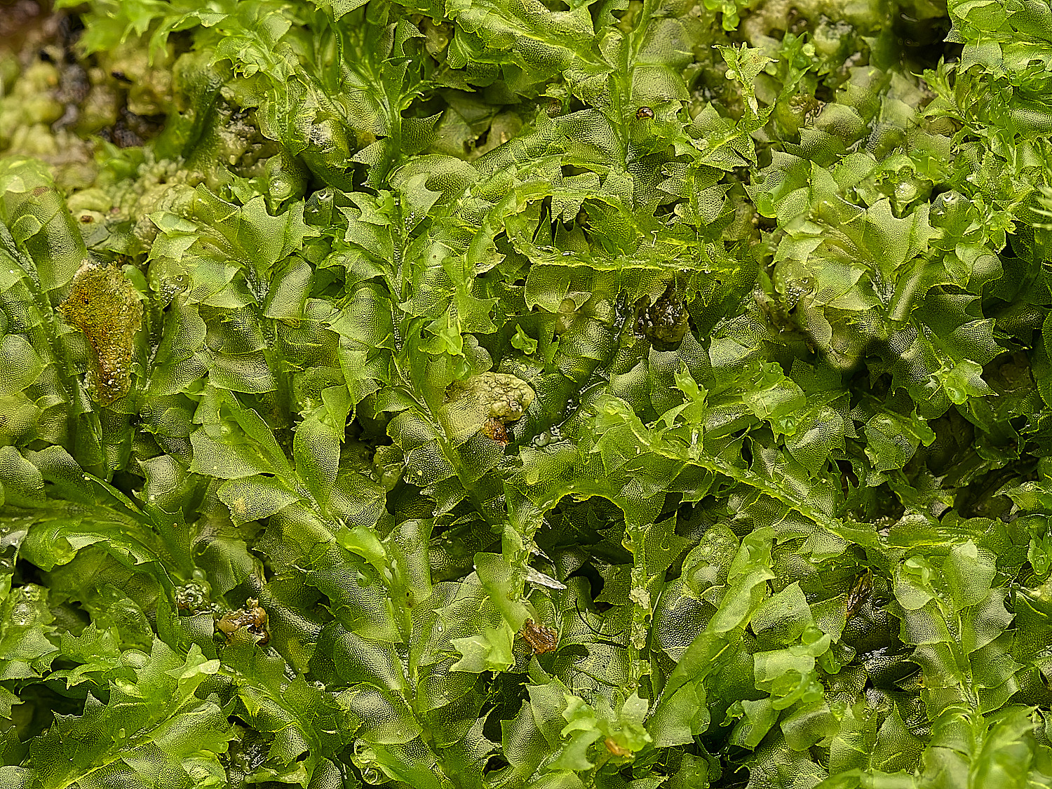 FelbriggLbidentata160226-1