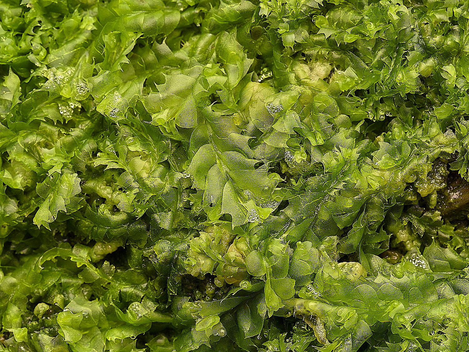 FelbriggLbidentata160226-2