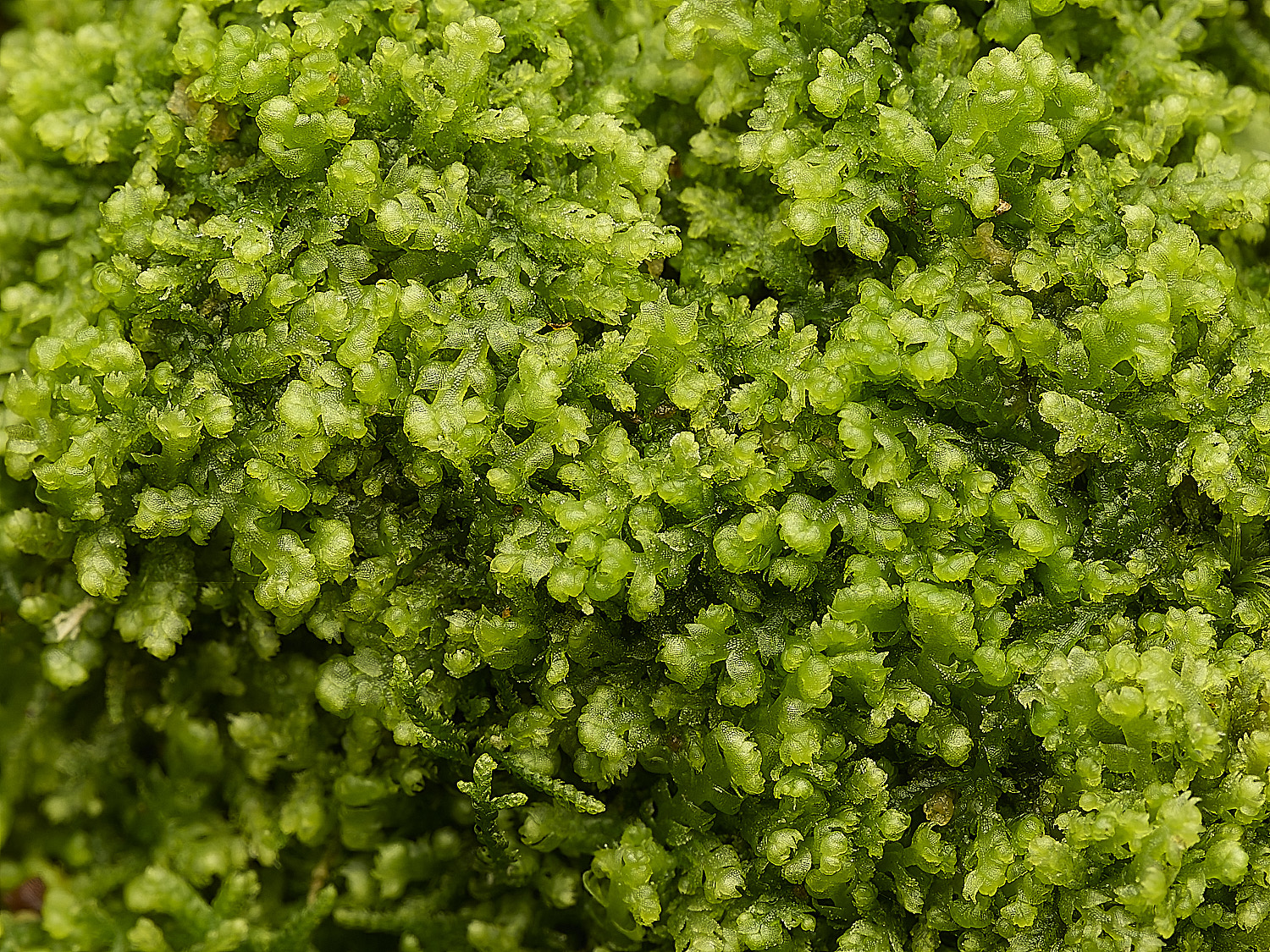 FelbriggLreptans160226-2