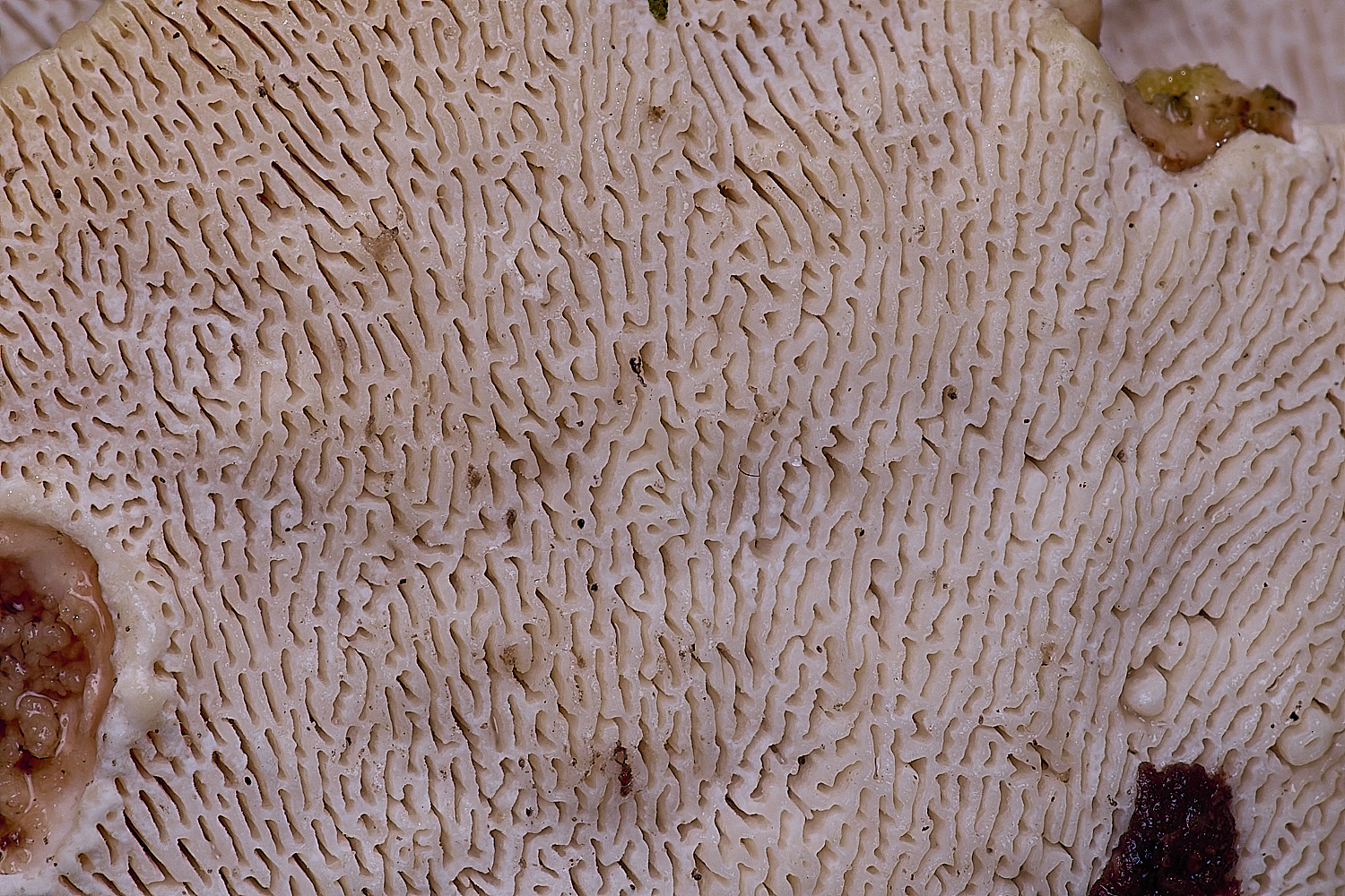 FelbriggLumpyBracket210226-3