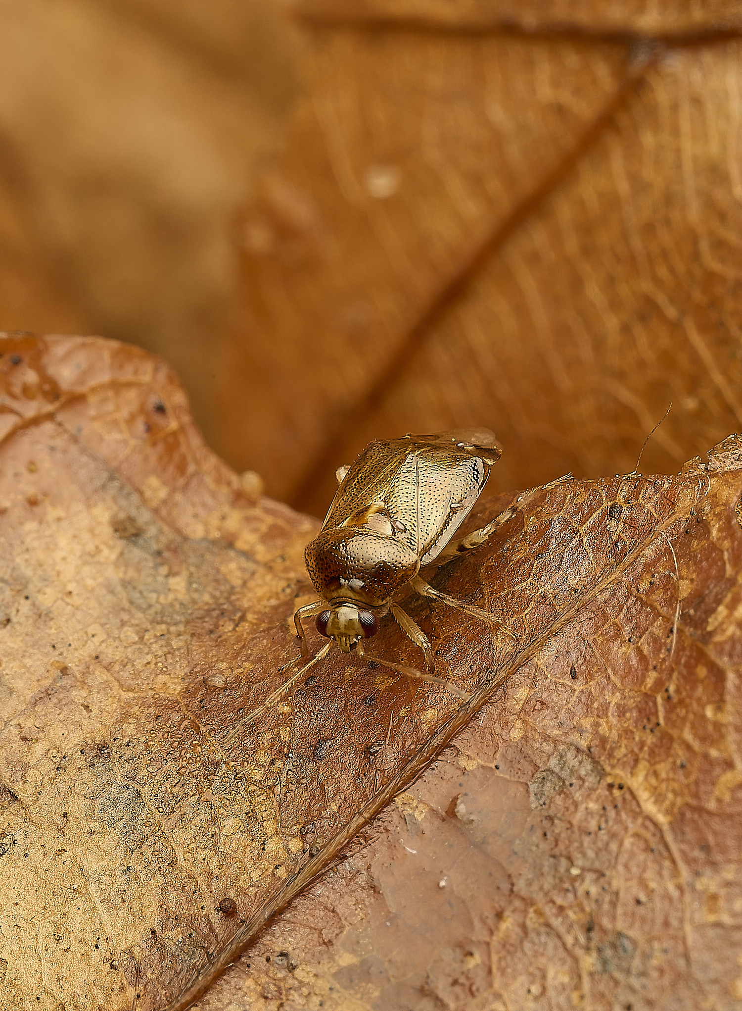 FelbriggMirid240226-2