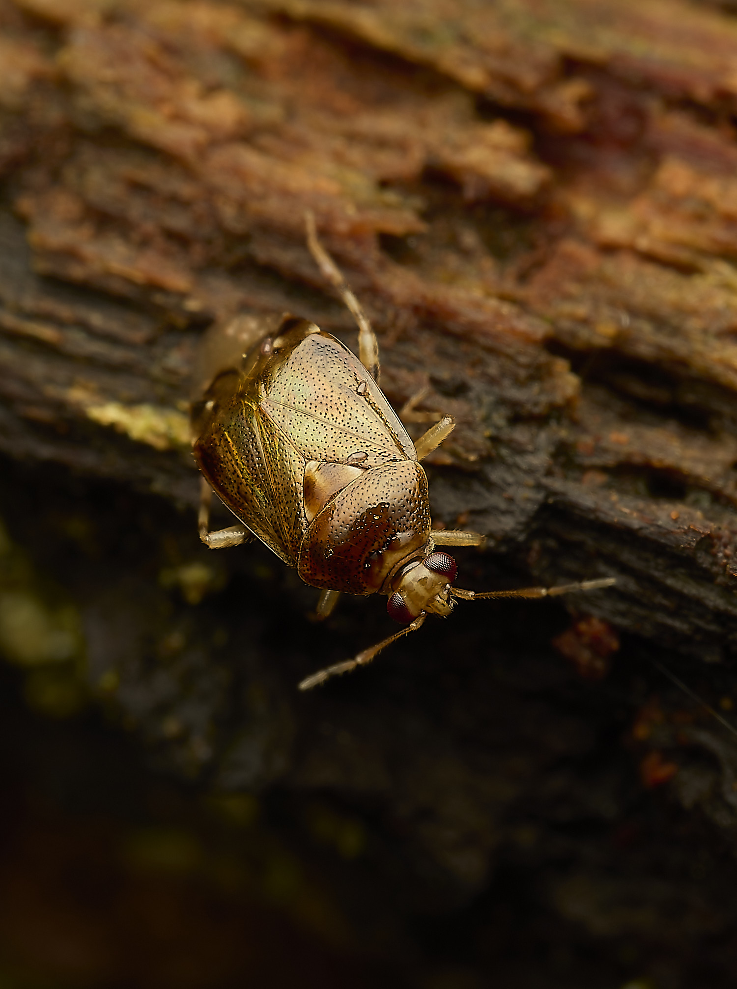 FelbriggMirid240226-4