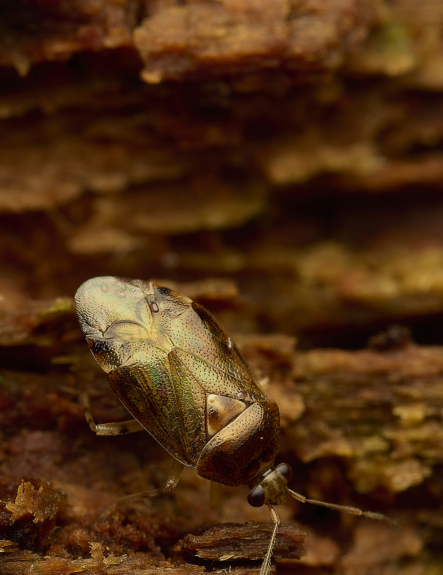 FelbriggMirid240226-5