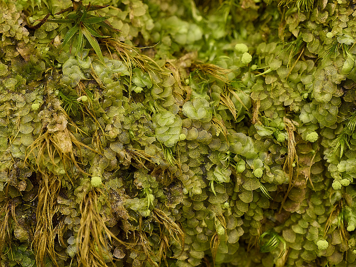 FelbriggMoss240226-2