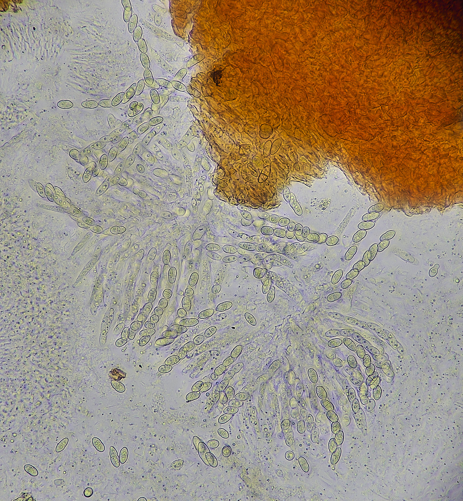 FelbriggNeonectriacoccinea210226-2