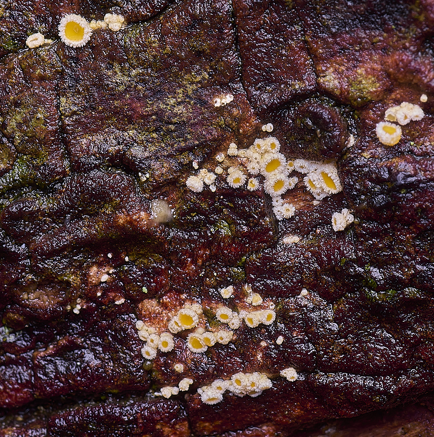 FelbriggPineDisco210226-1