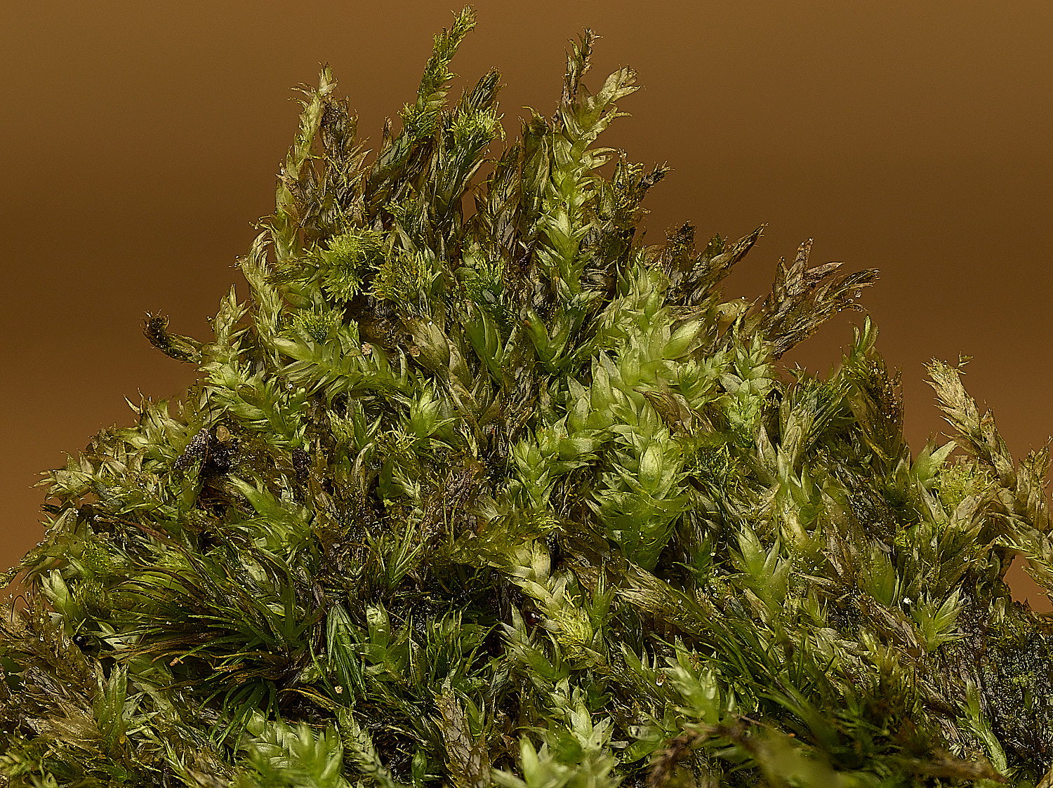 FelbriggPseadotaxyphyllumelegans210226-1