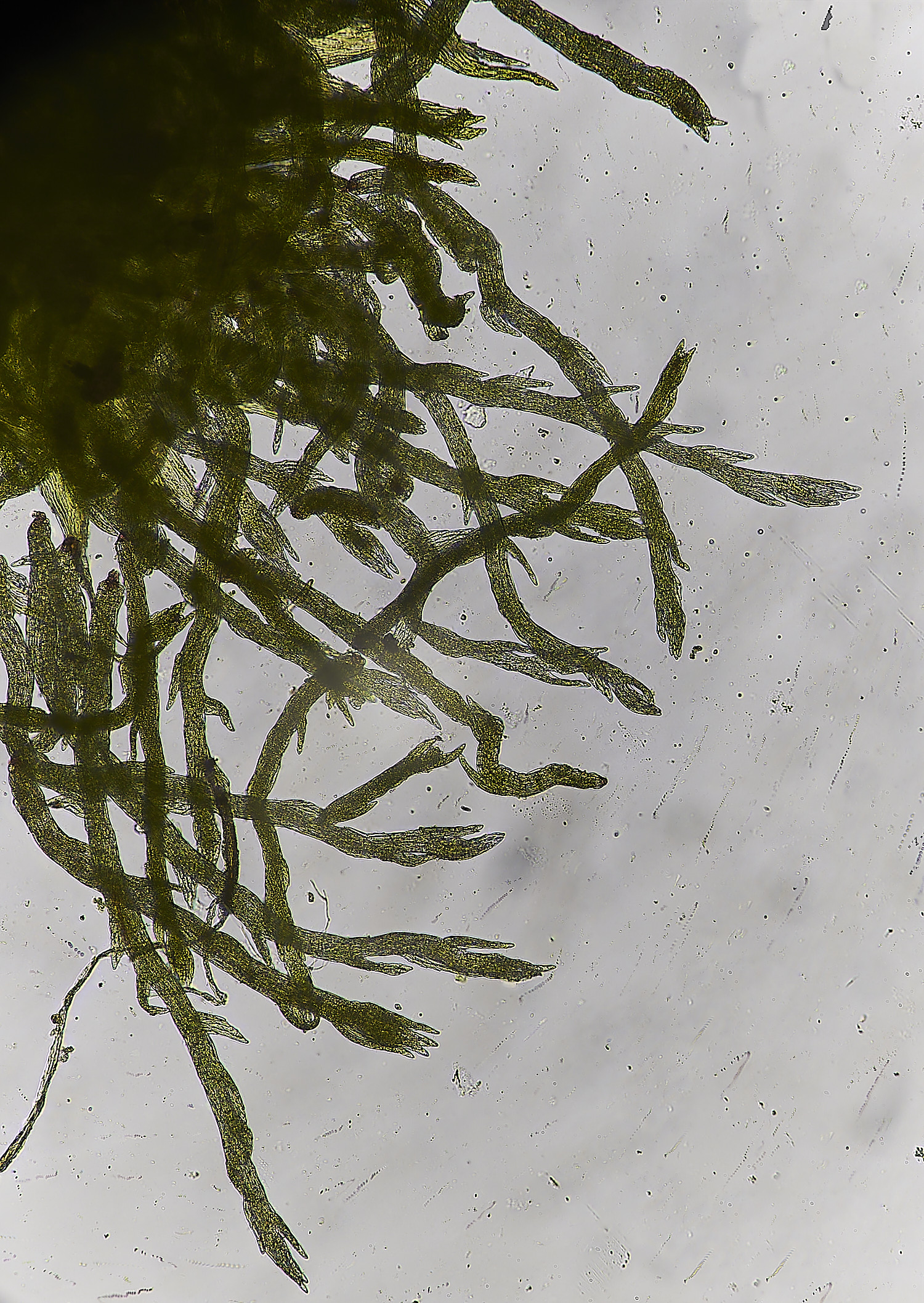 FelbriggPseudotaxiphyllumelegans210226-3