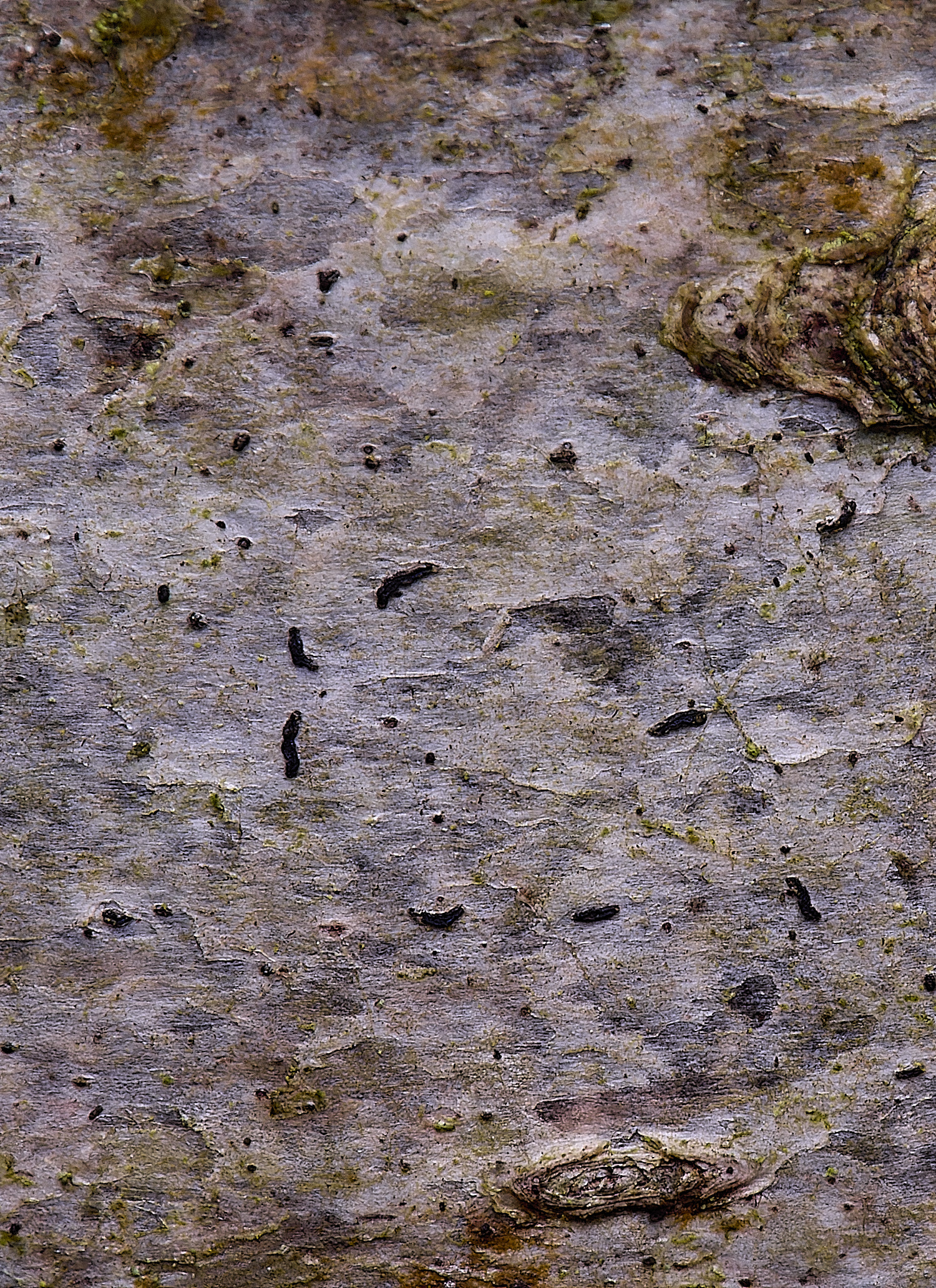 FelbriggScriptLichen210226-2