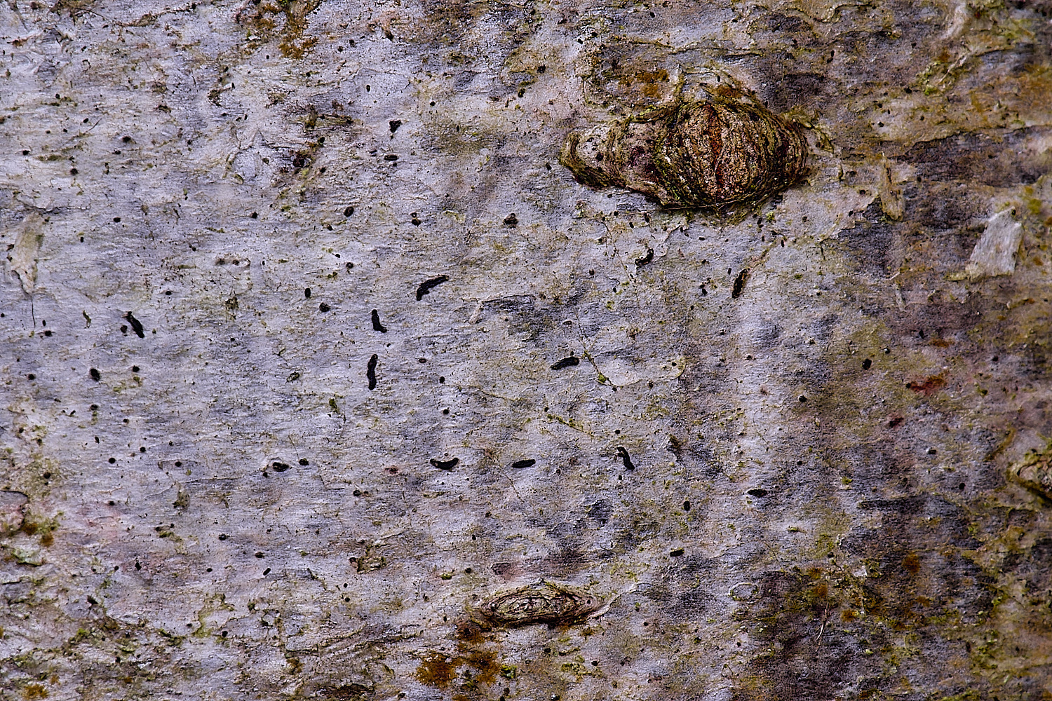 FelbriggScriptLichen210226-3