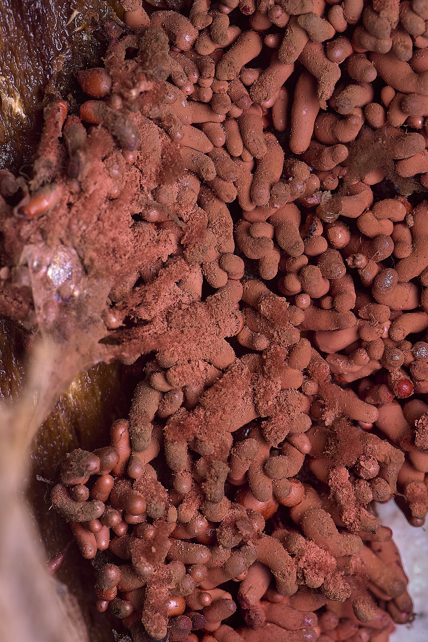 FelbriggSlimeMold210226-1