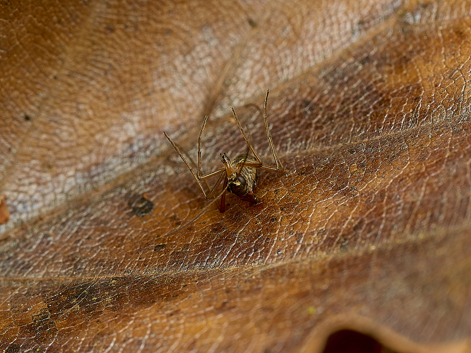 FelbriggSnowFlea240226-0