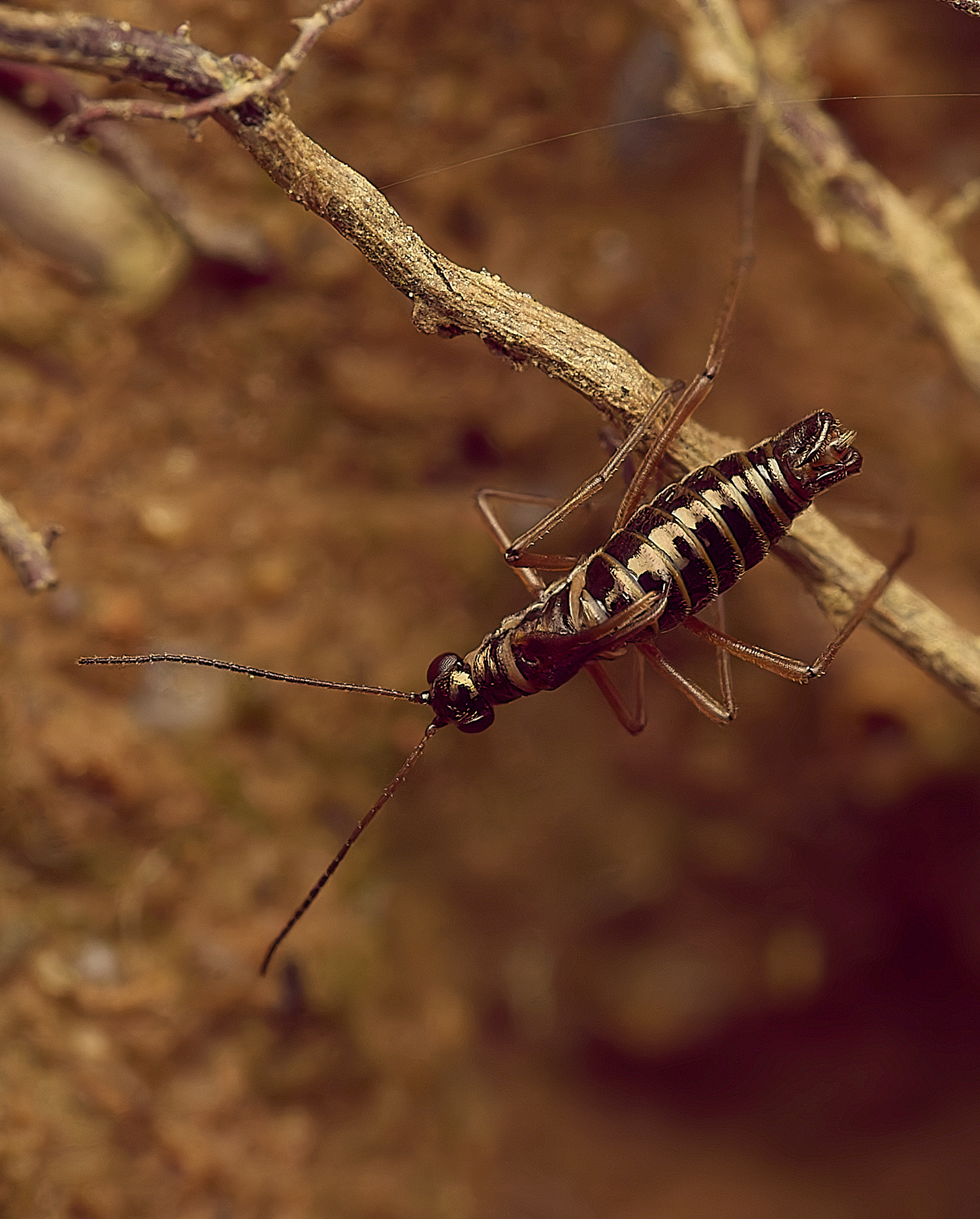 FelbriggSnowFlea240226-11