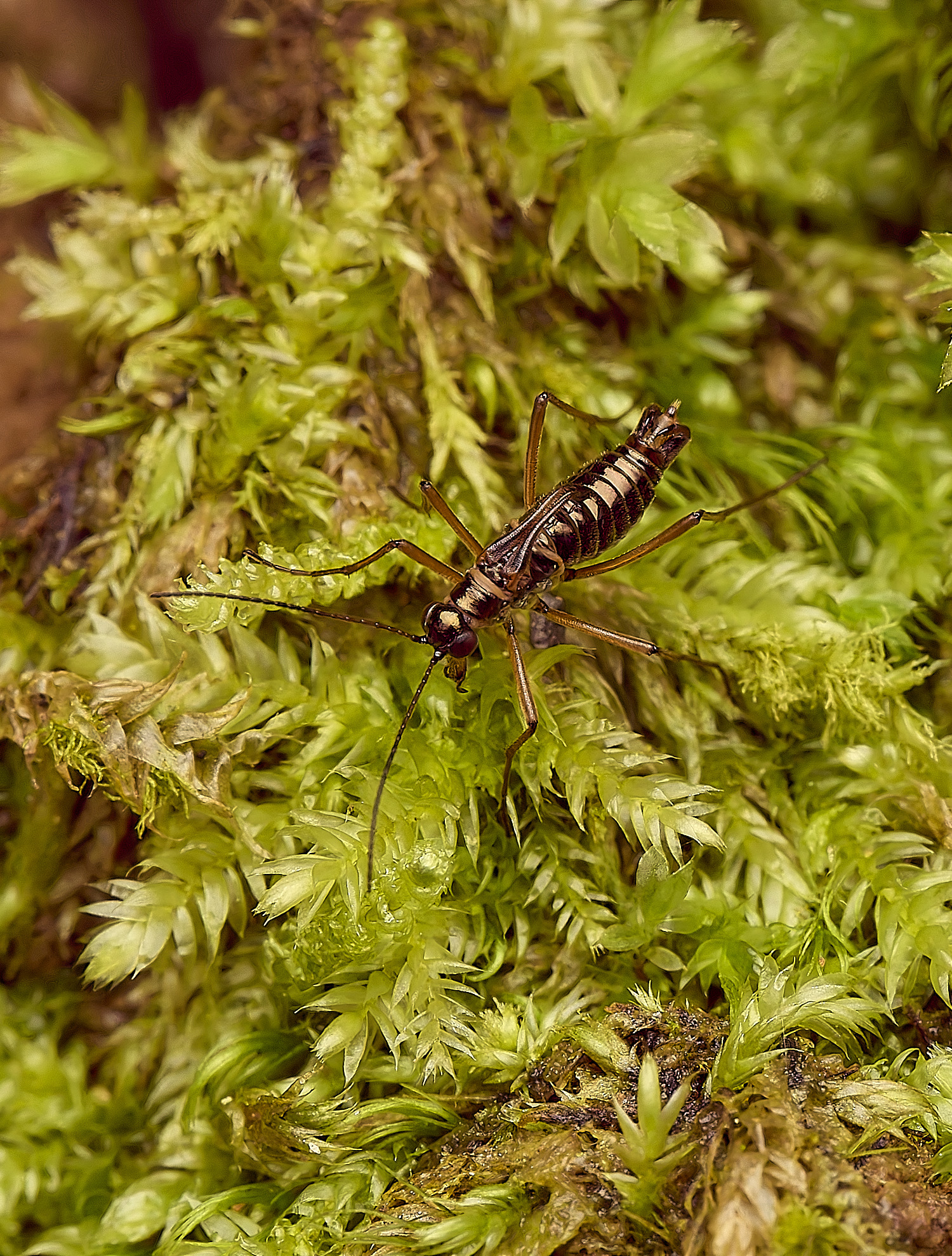 FelbriggSnowFlea240226-13