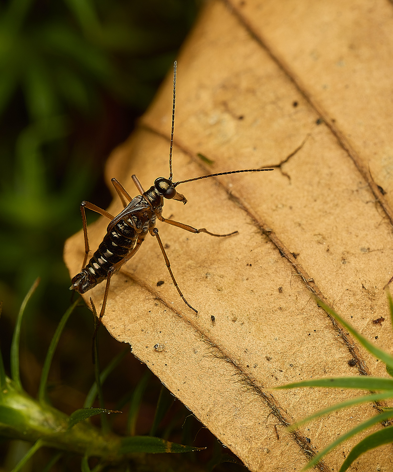 FelbriggSnowFlea240226-21