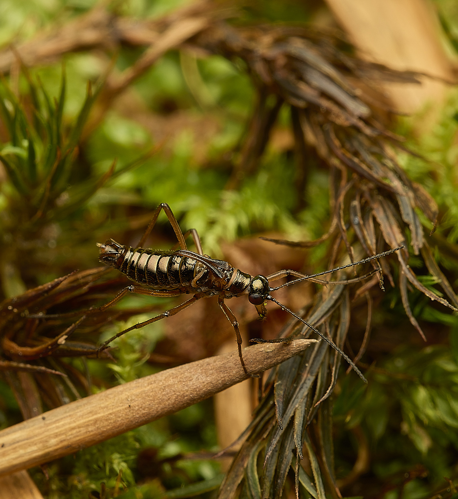 FelbriggSnowFlea240226-22