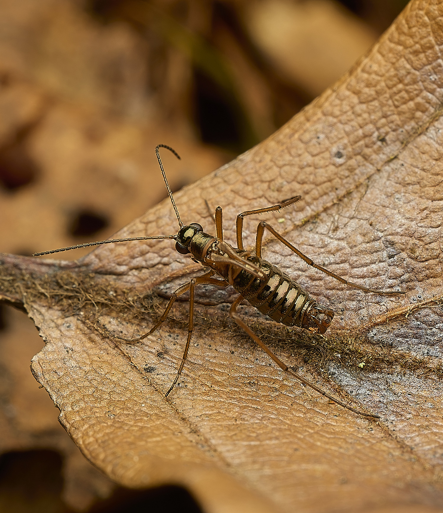 FelbriggSnowFlea240226-5