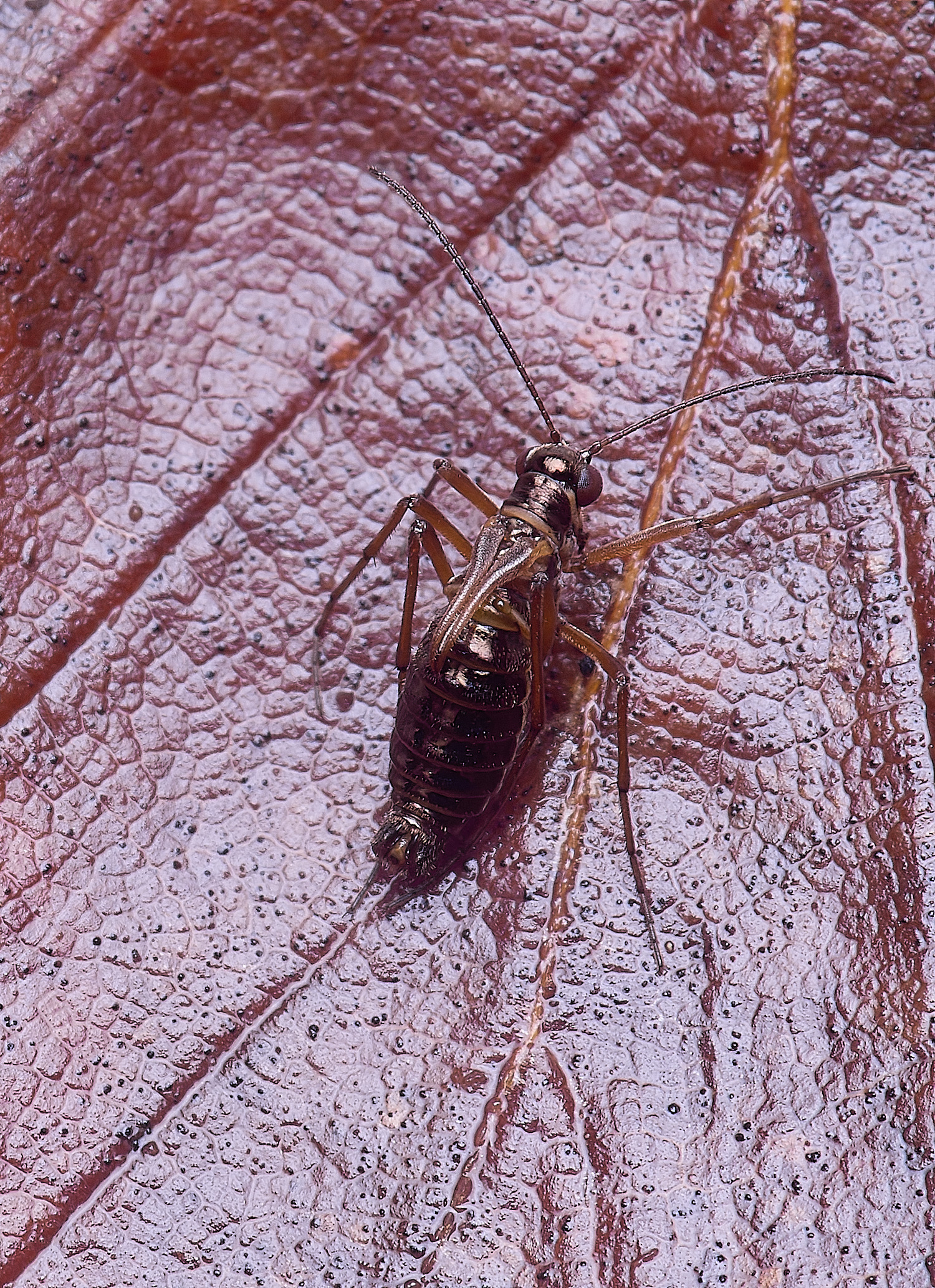 FelbriggSnowFlea280126-1