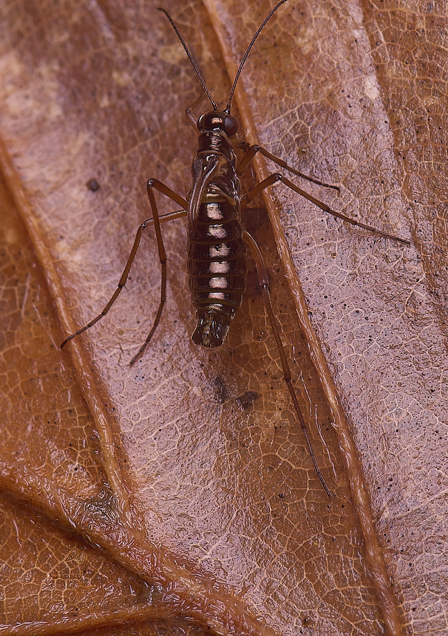 FelbriggSnowFlea280126-4