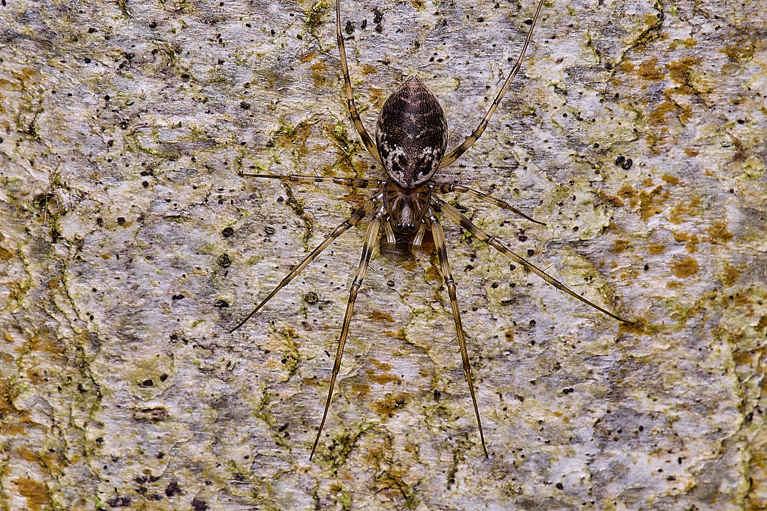 FelbriggSpiderSp210226-2