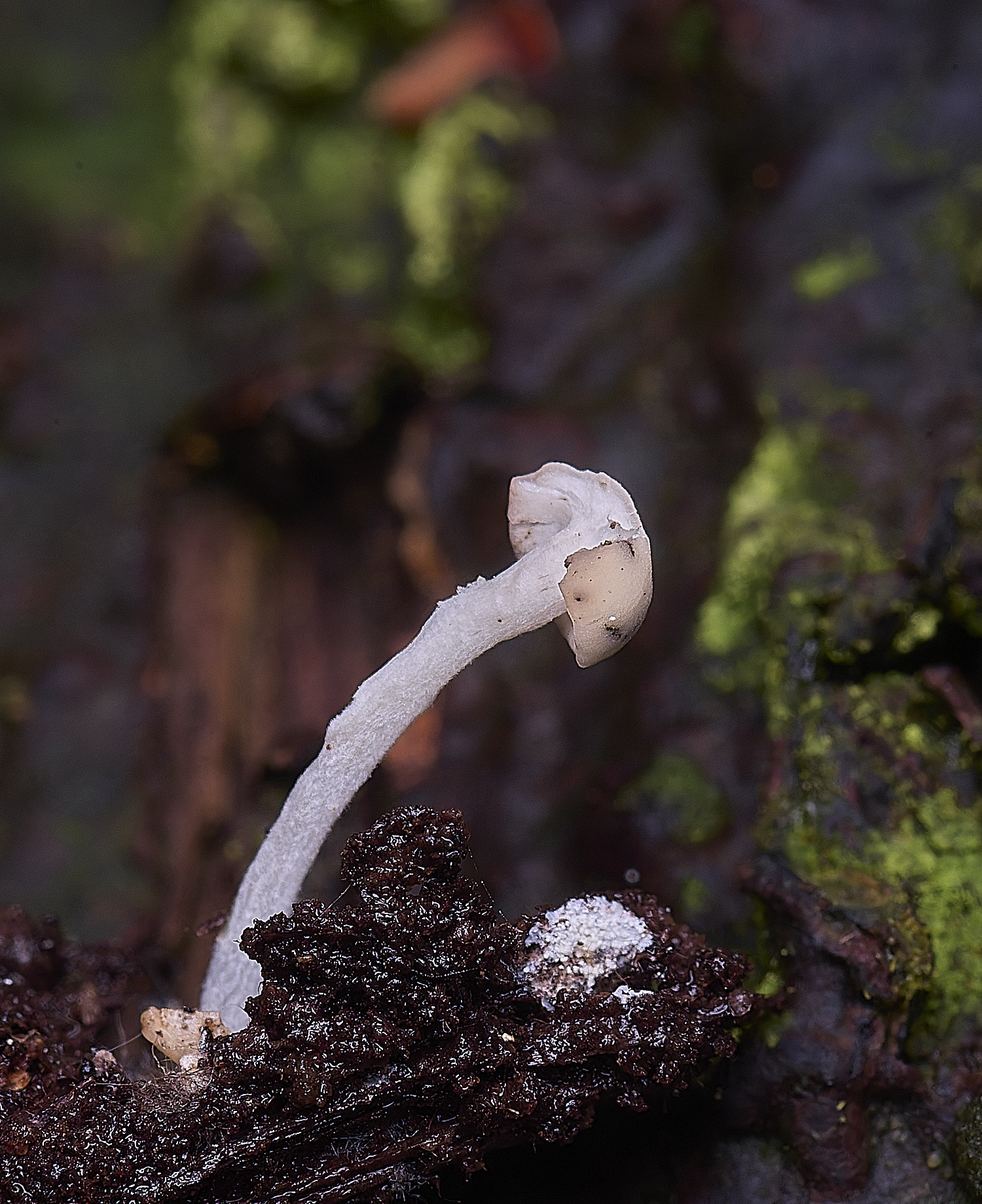 FelbriggSpringPin210226-1