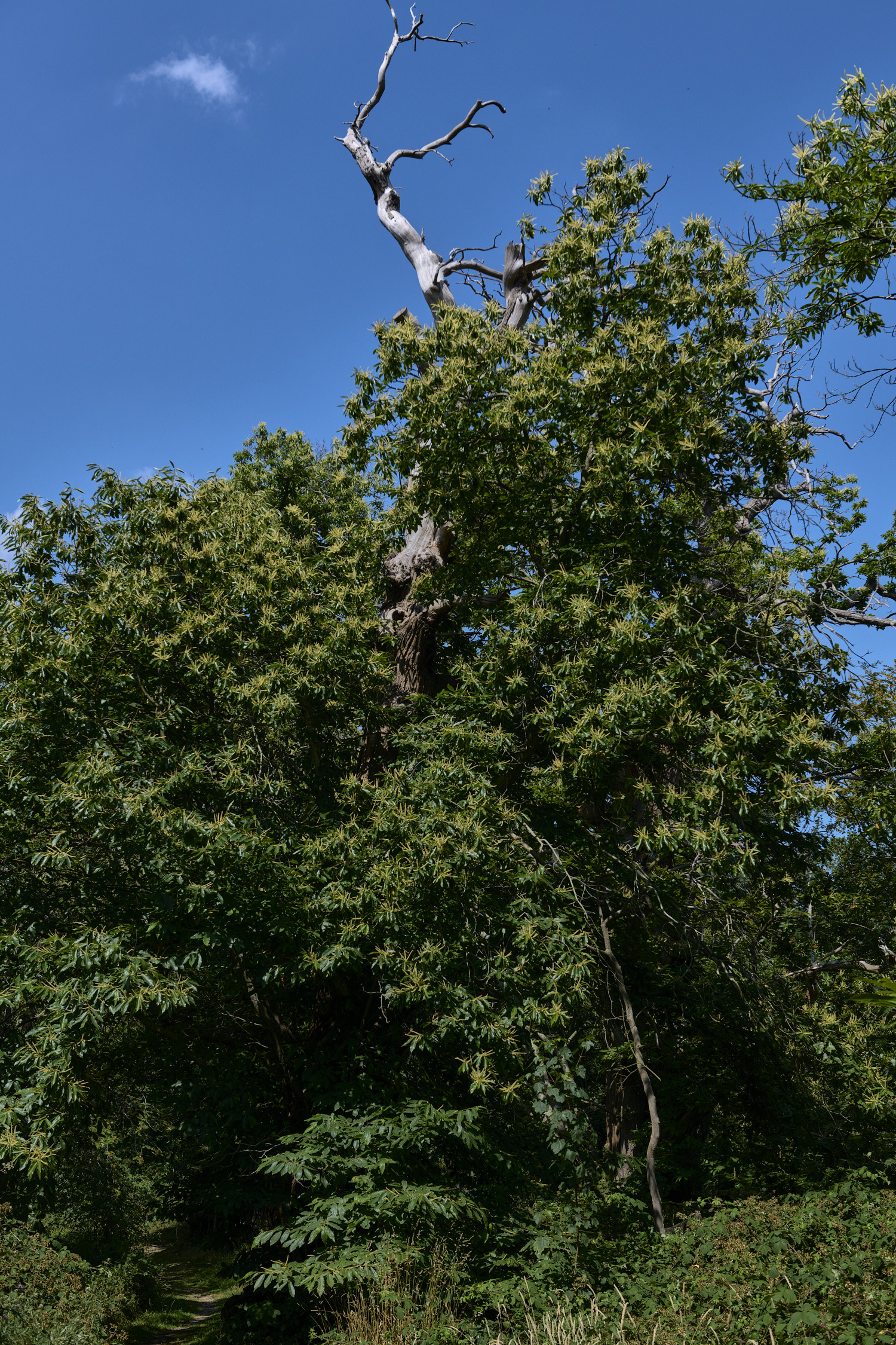 FelbriggSweetChestnut090726-4