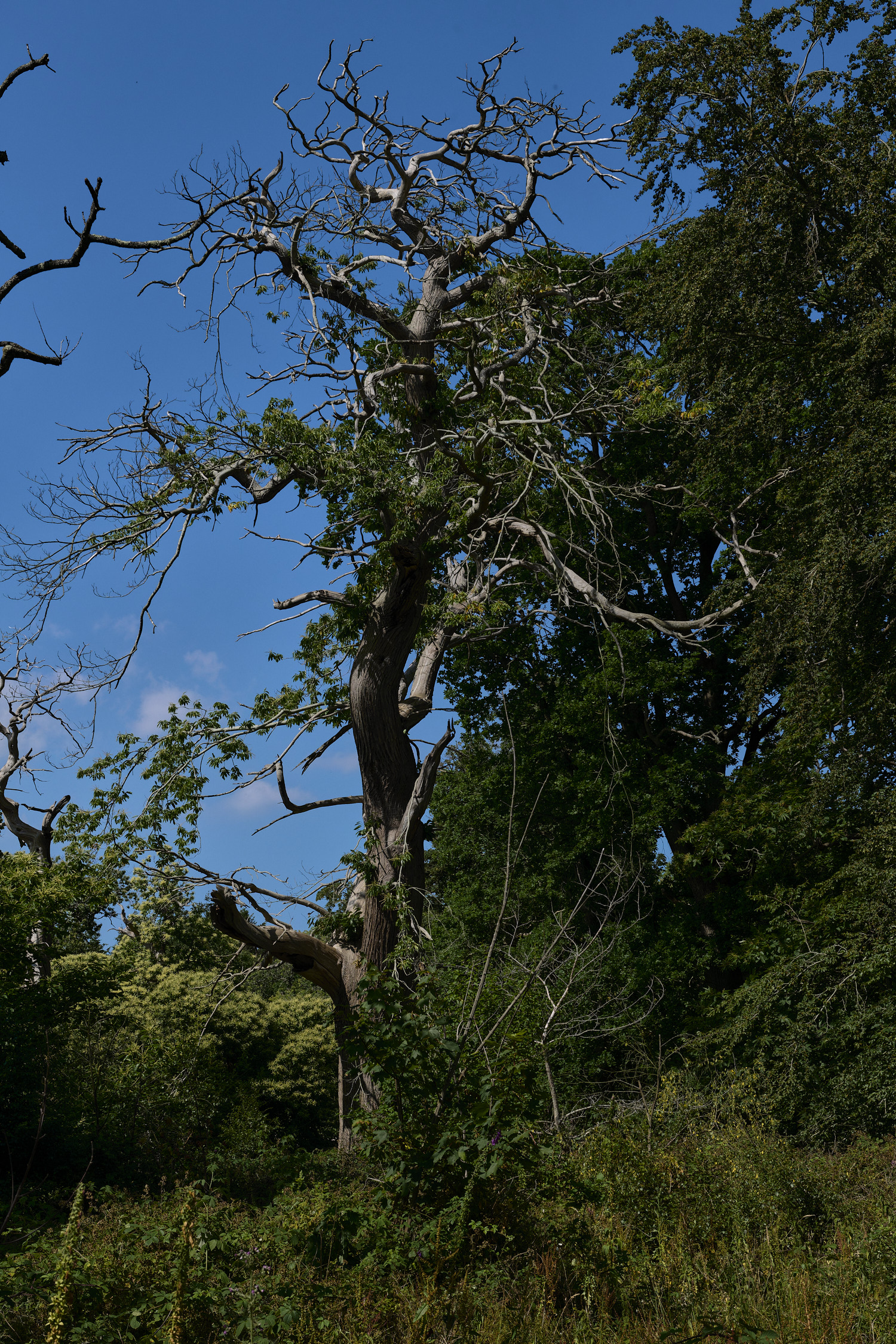 FelbriggSweetChestnut090726-8