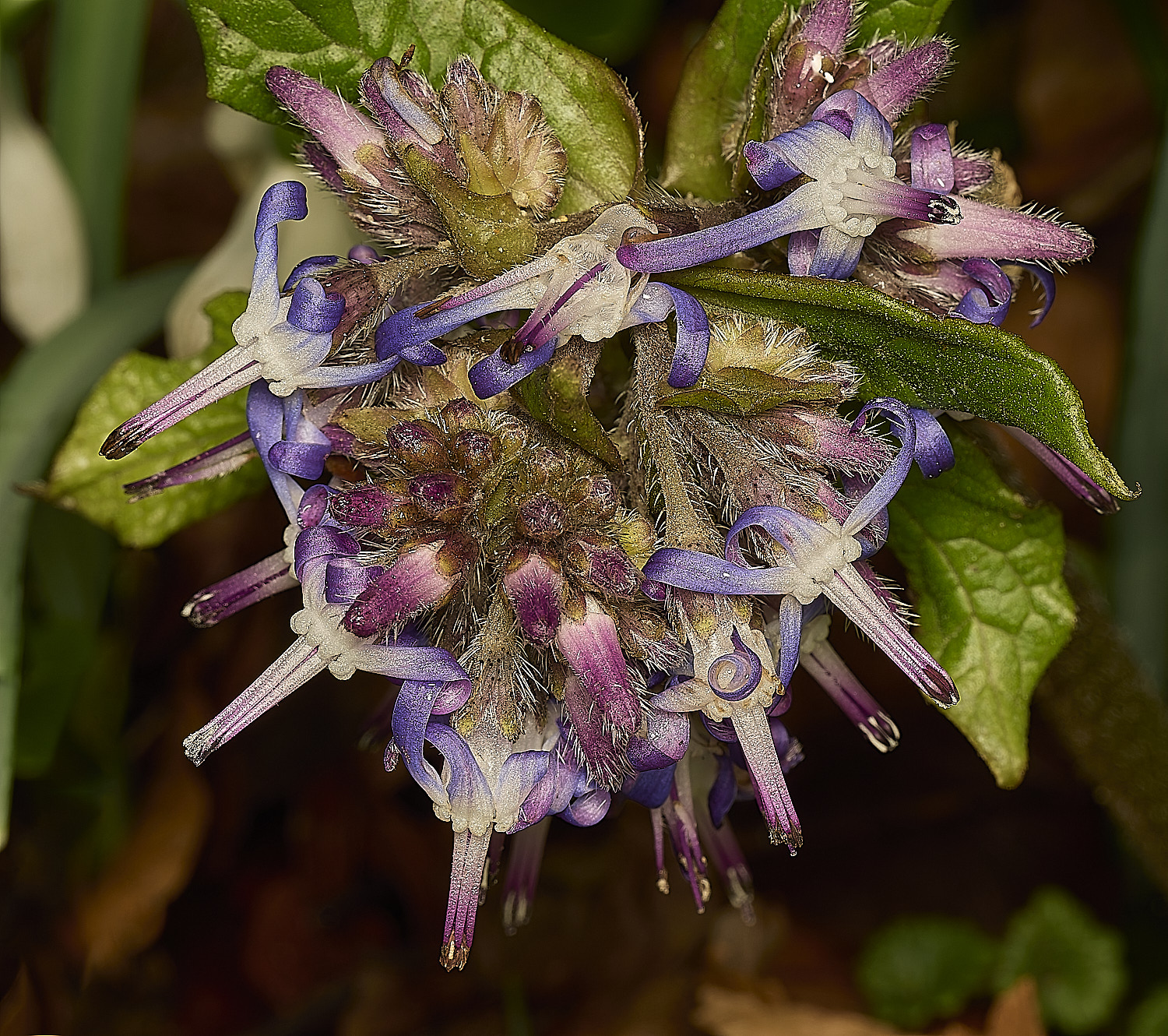 FelbriggTrachystemon260226-1