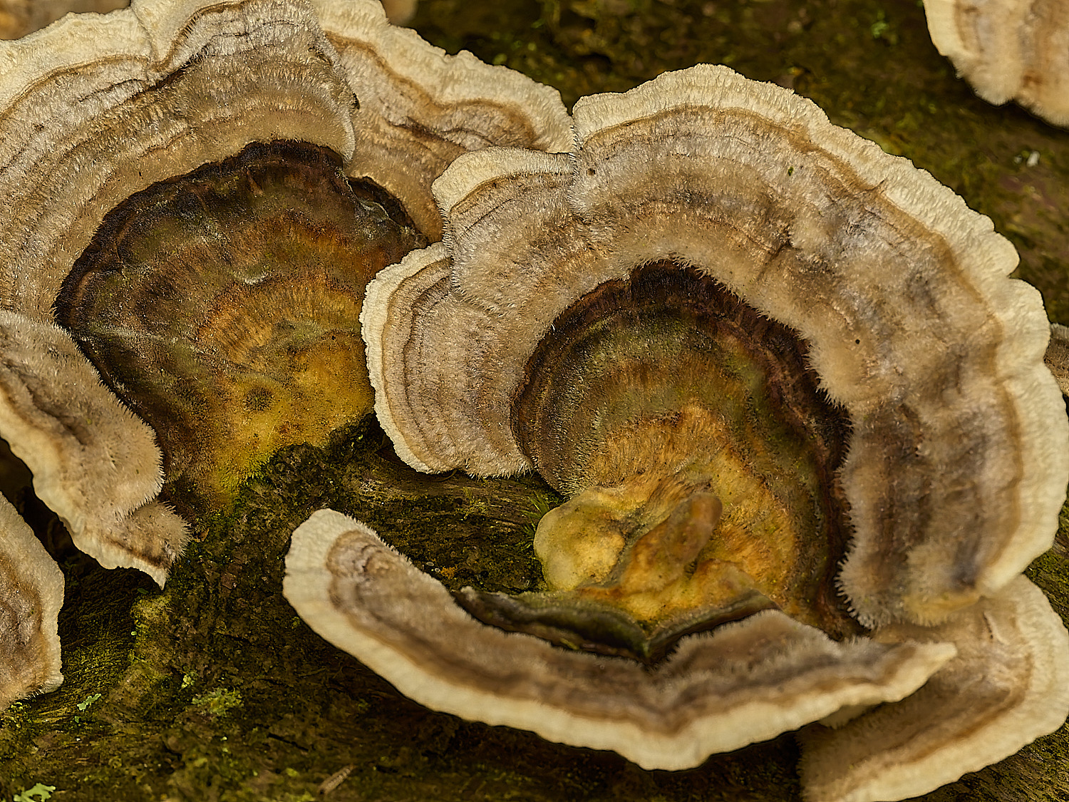 FelbriggTurkeyTail160226-1