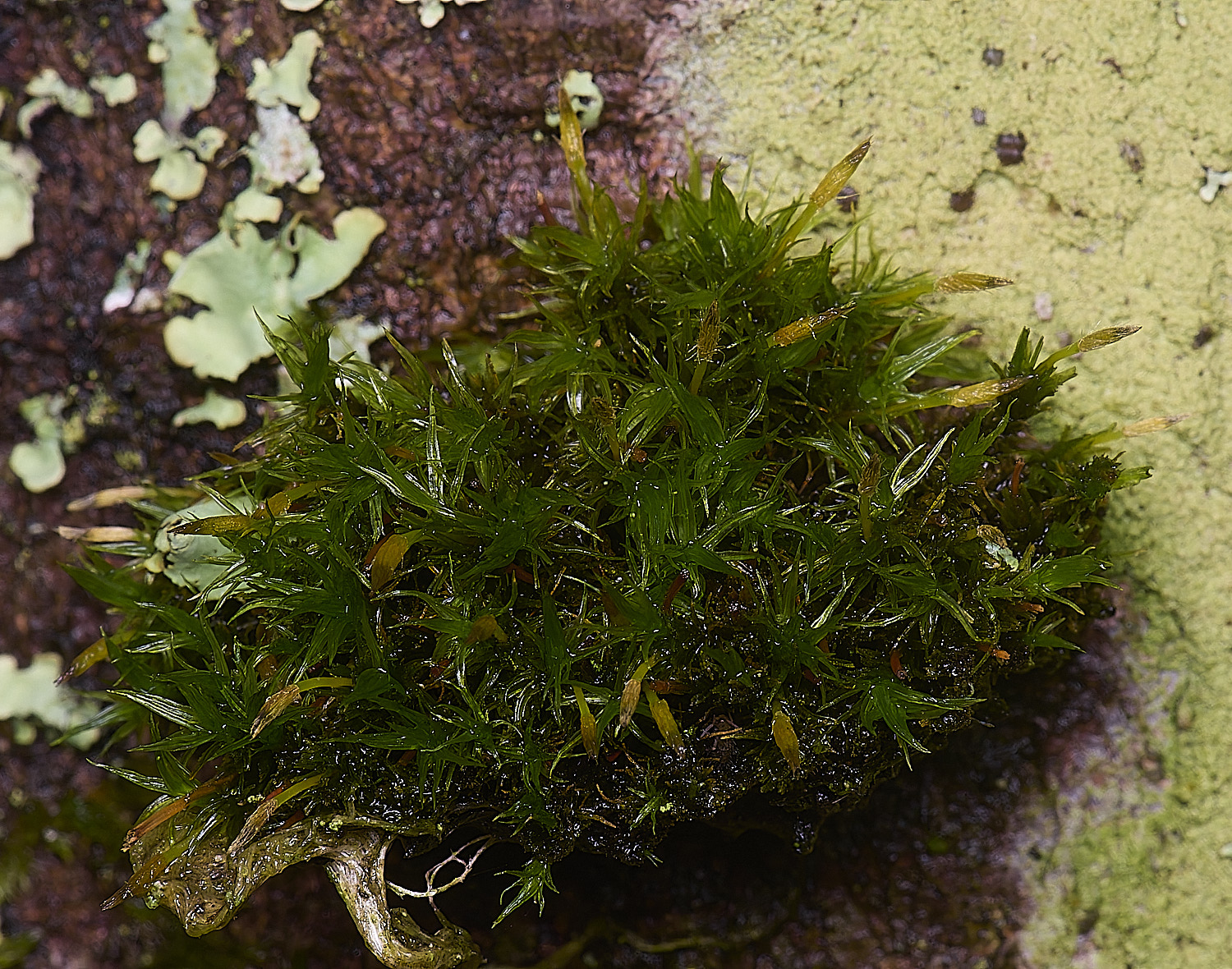 FelbriggUlottaSp210226-1