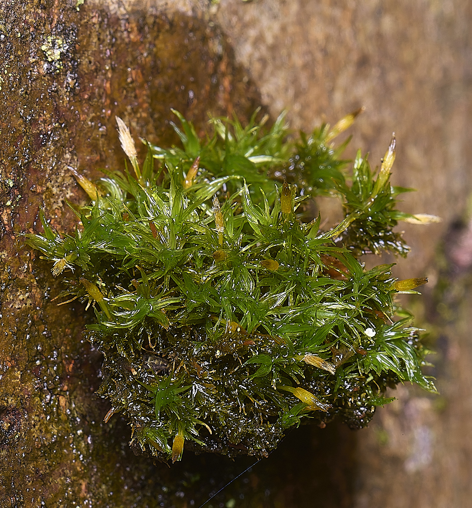 FelbriggUlottaSp210226-2