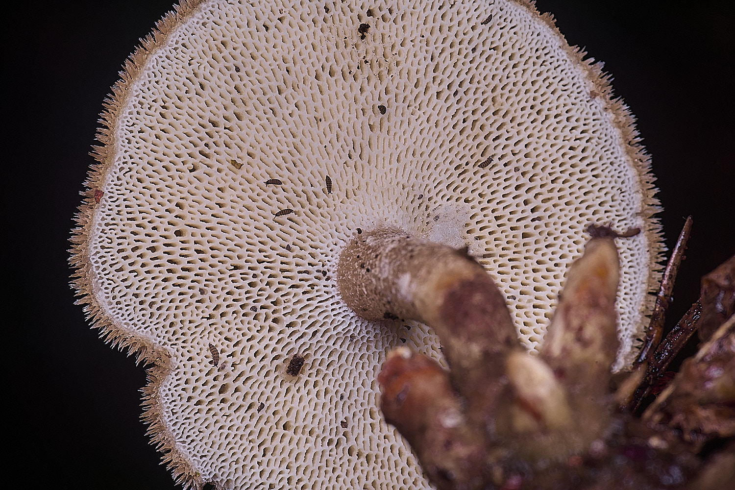 FelbriggWinterPolypore210226-2