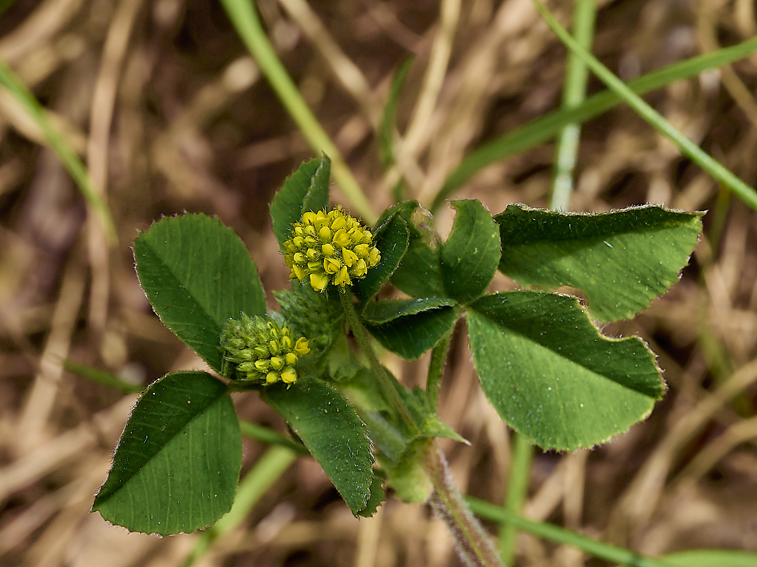 GuestwickBlackMedick010526-1