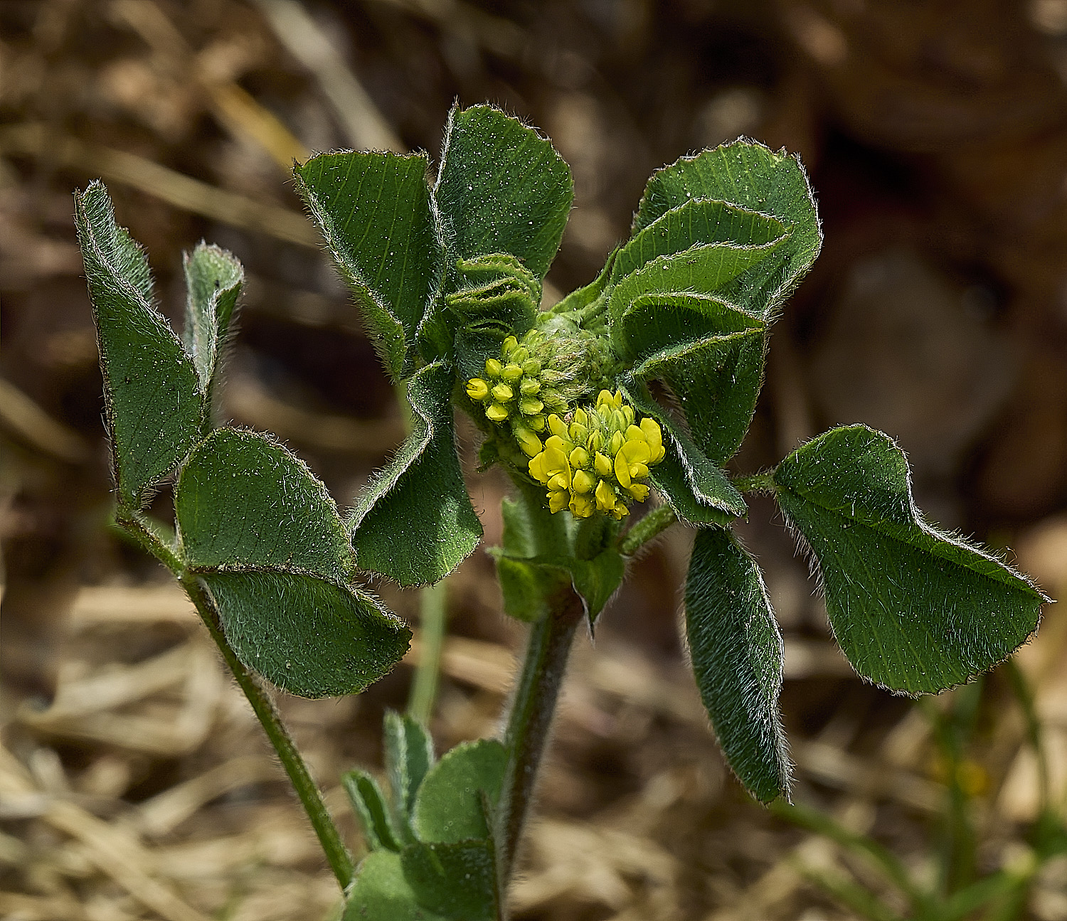 GuestwickBlackMedick010526-2