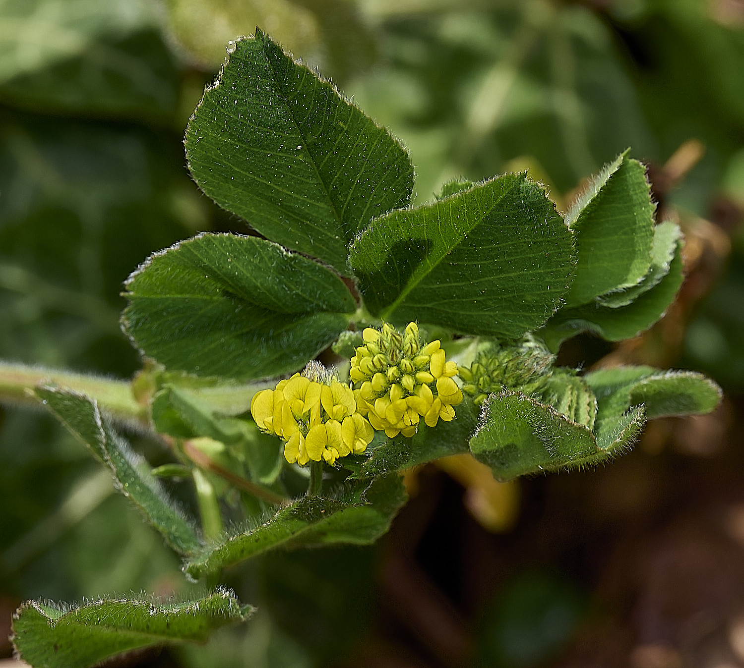 GuestwickBlackMedick010526-3