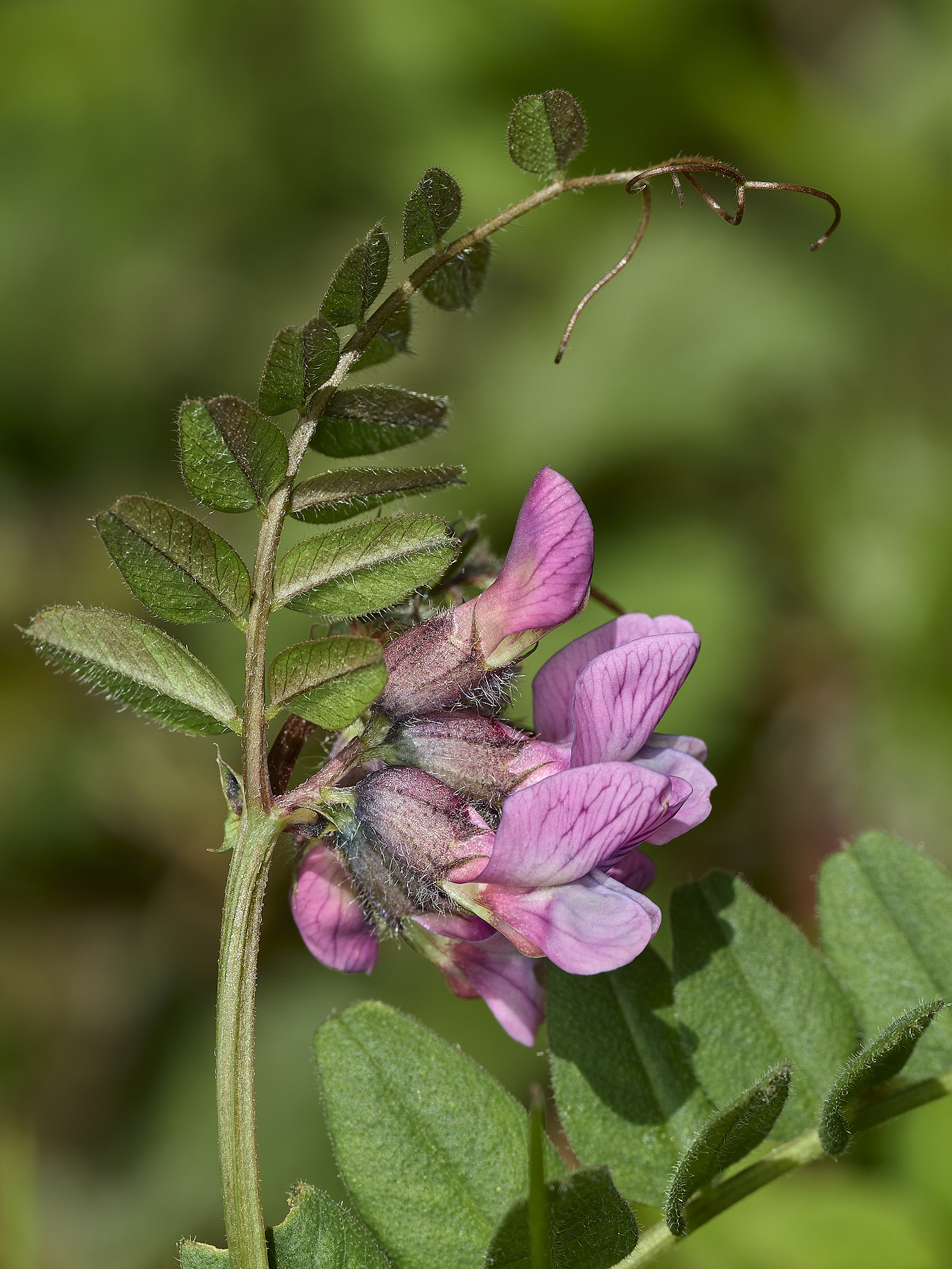 GuestwickBushVetch010526-1