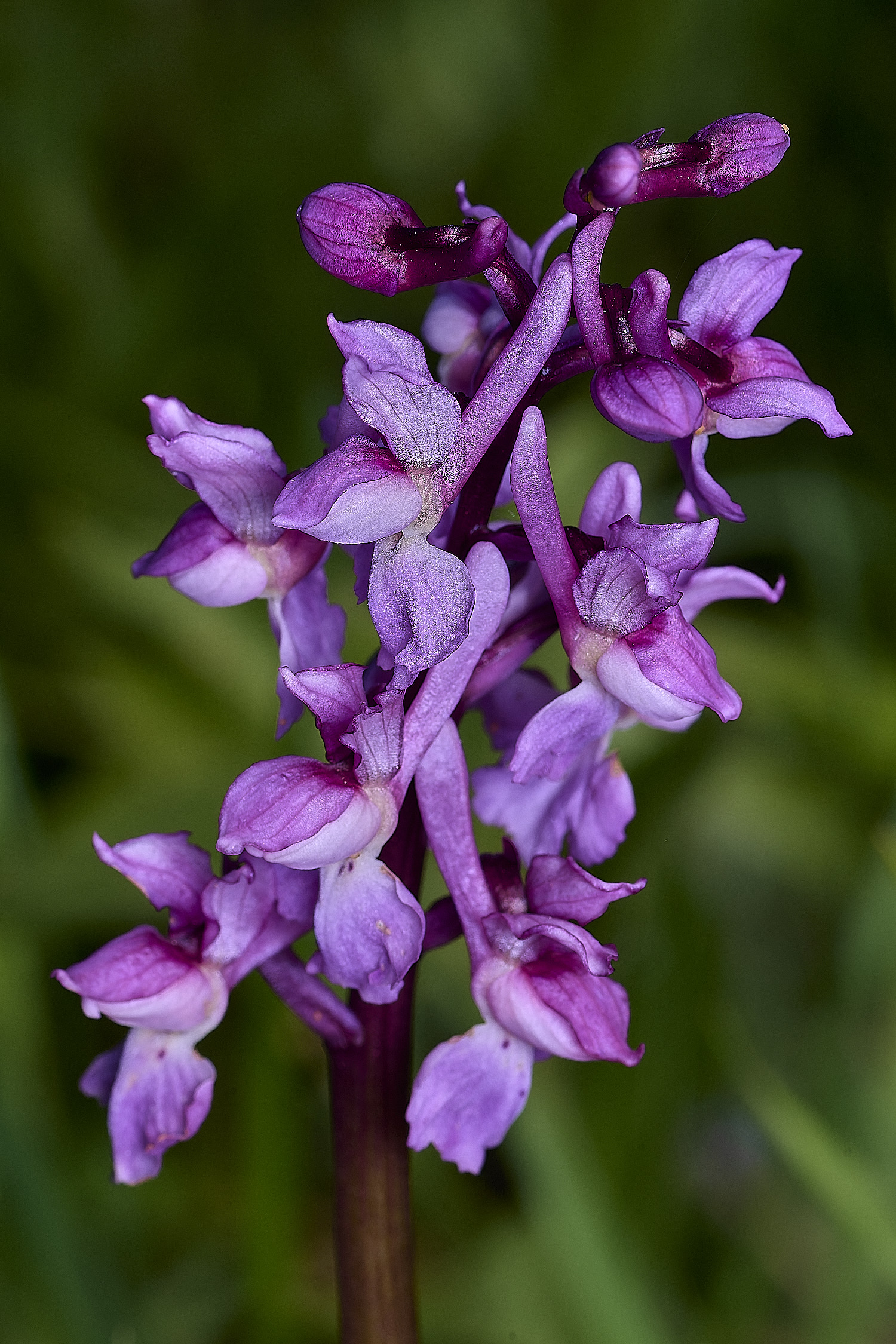 GuestwickEarlyPurple010526-1