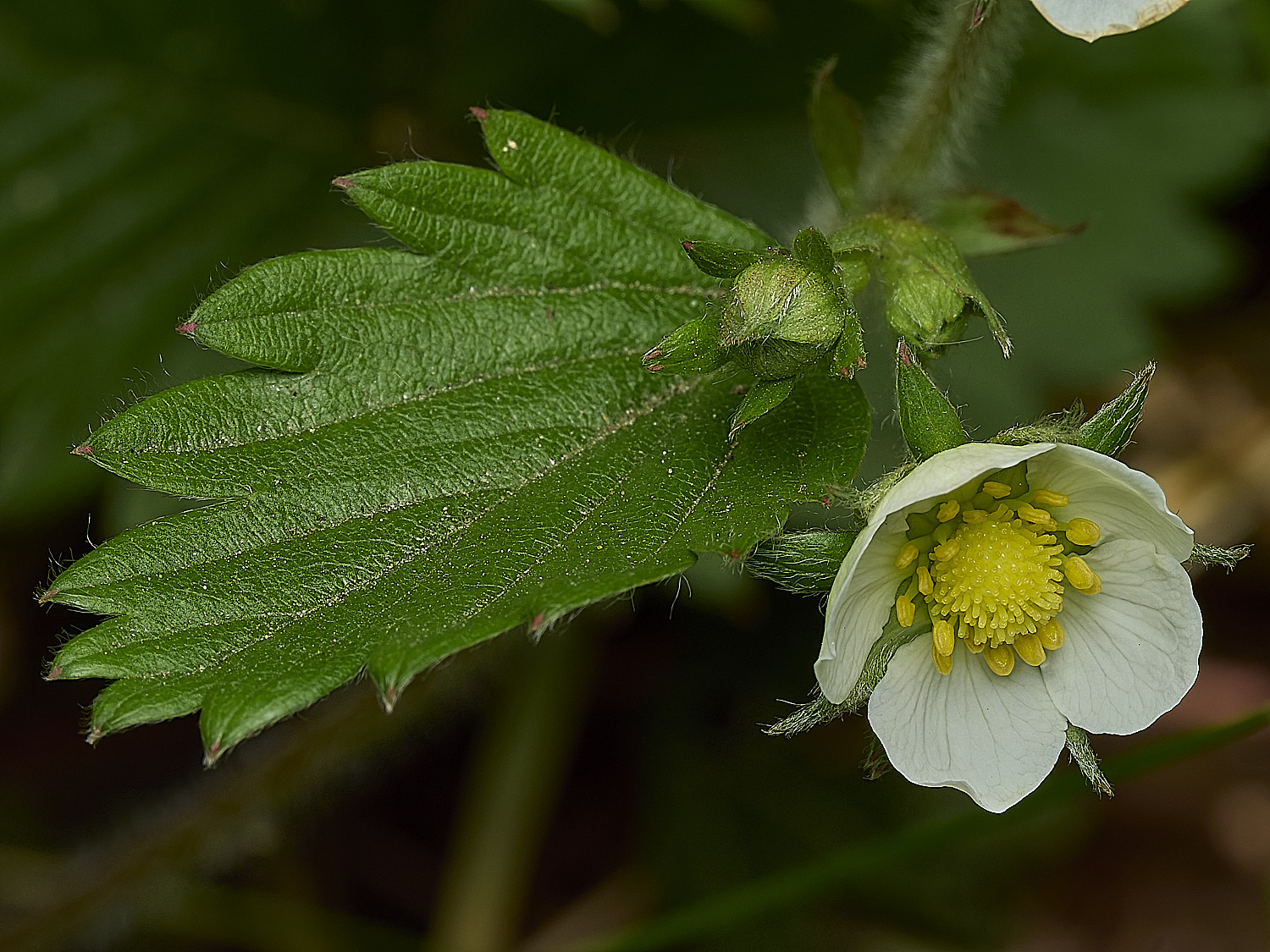 GuestwickWildStrawberry010526-2