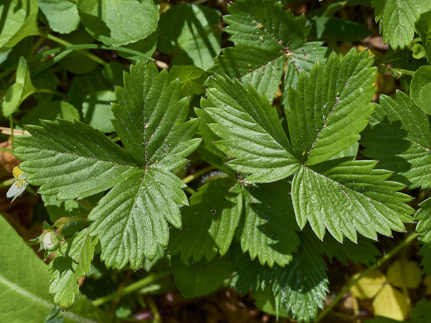 GuestwickWildStrawberry010526-5