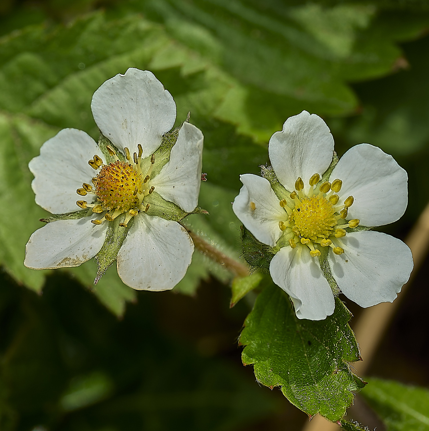 GuestwickWildStrawberry010526-6