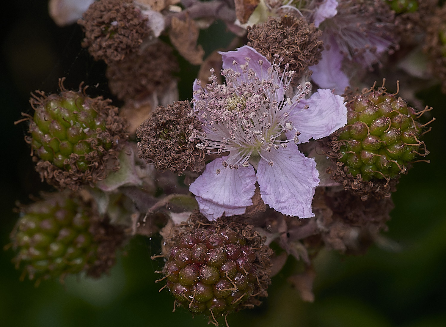 Hanworth1FlowerFrontlayBerry240627-1