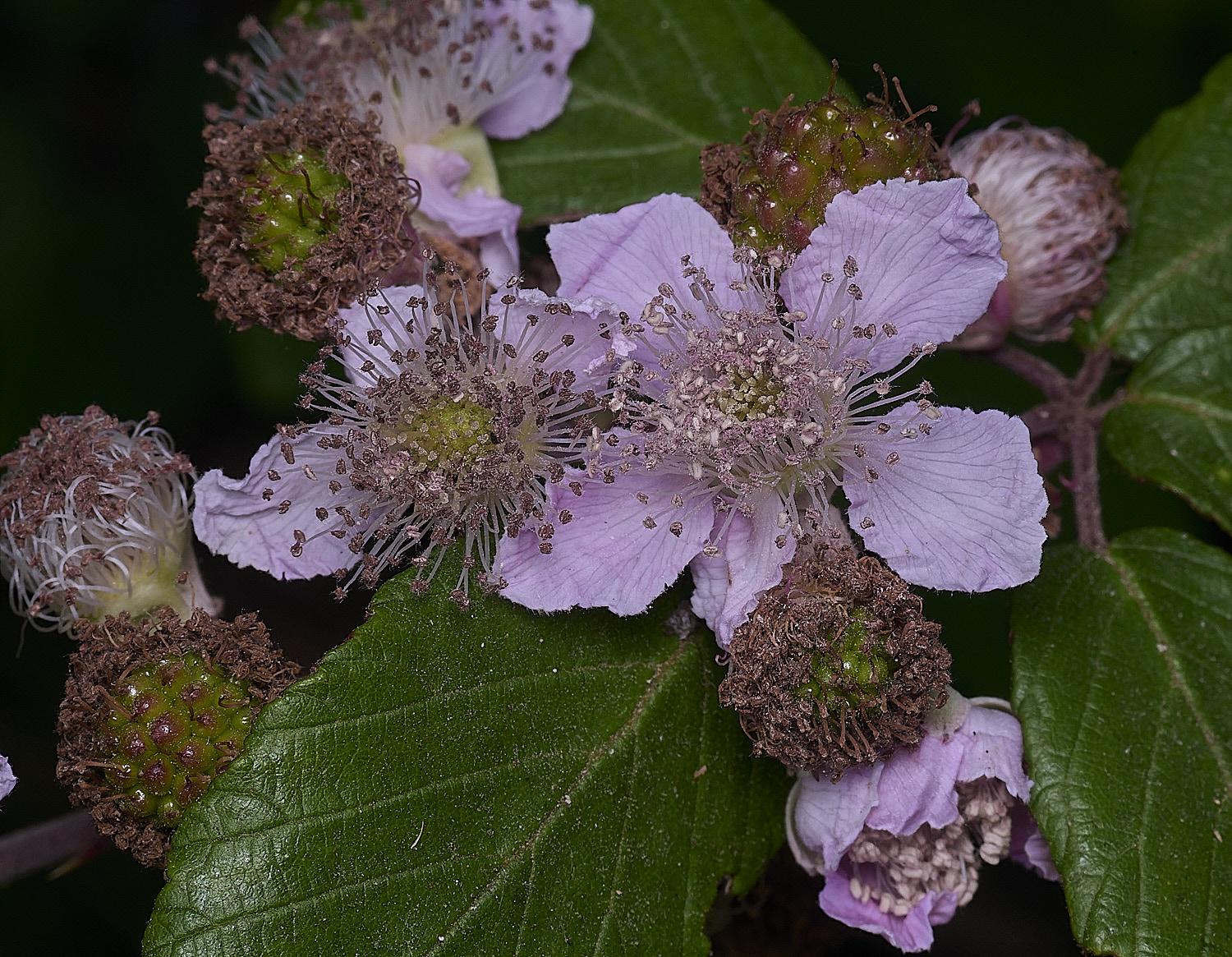Hanworth1FlowerFrontlayBerry240627-2